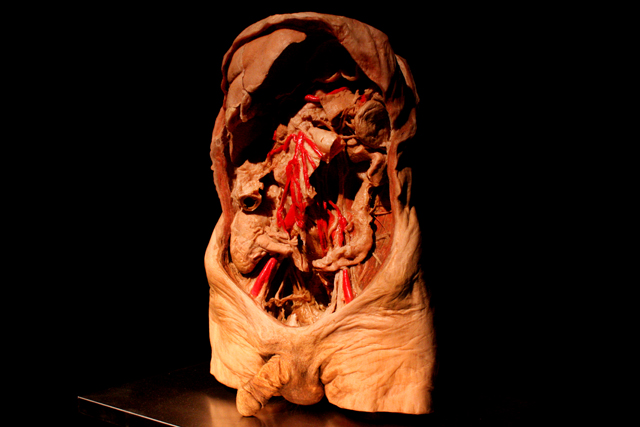 La plastinización permite producir esculturas con material biológico real que ofrece una mirada realista a las entrañas humanas.
