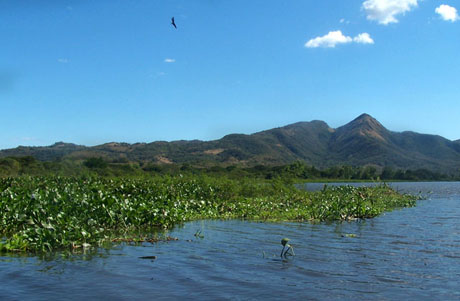 El jacinto de agua crece en las orillas de la laguna de Olomega sin control por la gran cantidad de contaminación con heces fecales y residuos orgánicos. Al podrirse estas plantas, provocan sedimiento y aceleran el proceso de disminución de agua.