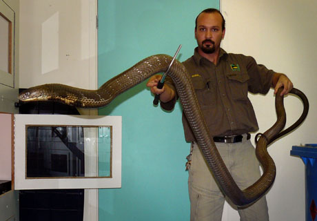 un perro se comería una serpiente