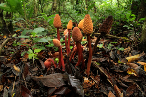 La planta parásita de la familia Balanophoraceae es una de los extraños habitantes del suelo de los cafetales de El Espino. Foto Mauro Arias La planta parásita de la familia Balanophoraceae es uno de los extraños habitantes del suelo de los cafetales de El Espino. Foto Mauro Arias