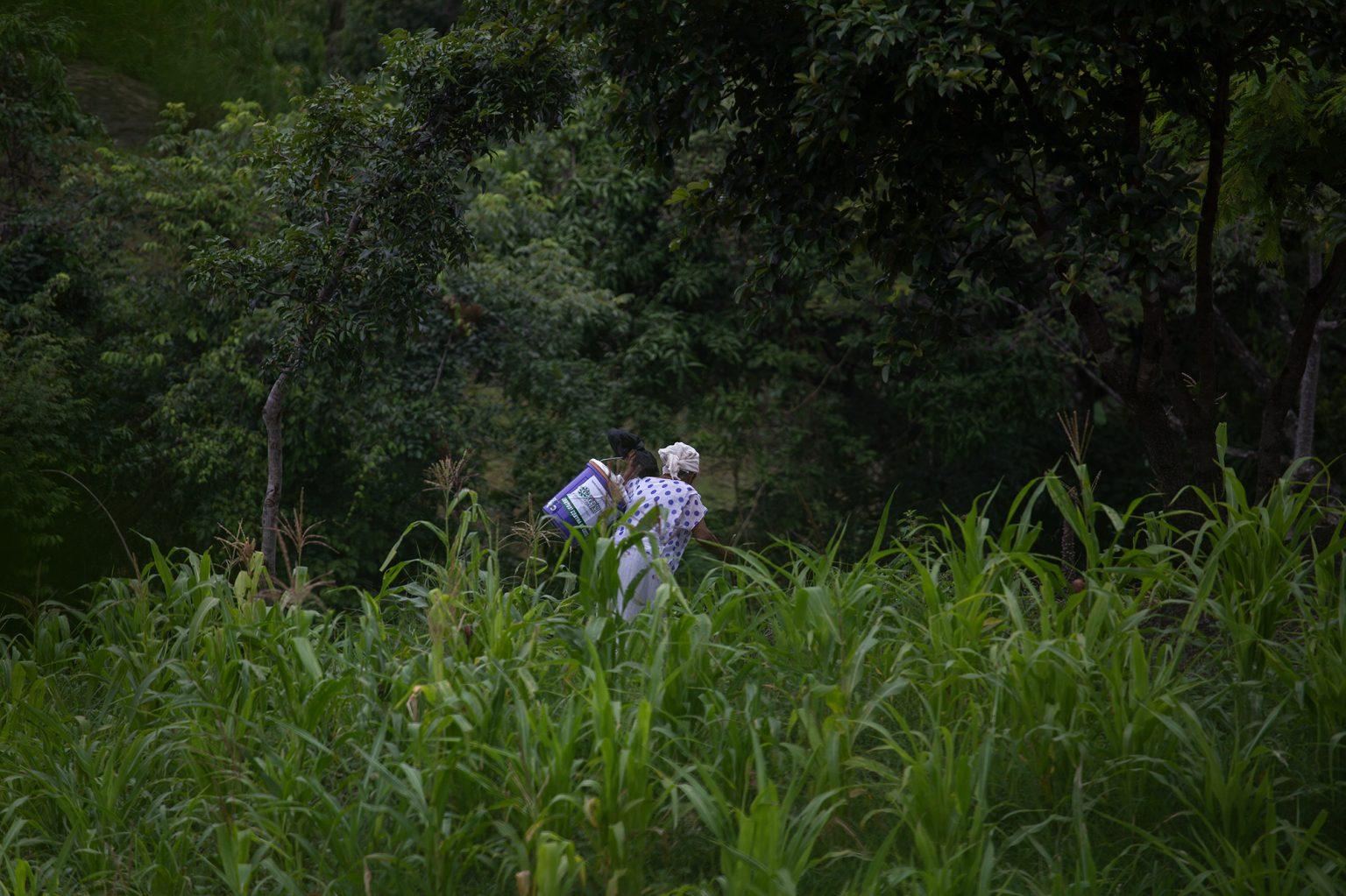 A woman crosses the corn field with a water filter on her back. The water filter, delivered by the Honduran Red Cross, will help her family purify the water consumed directly from the closest water source, the closest thing at the moment to potable water. Curarén, August 27 2020. Photo: Martín Cálix