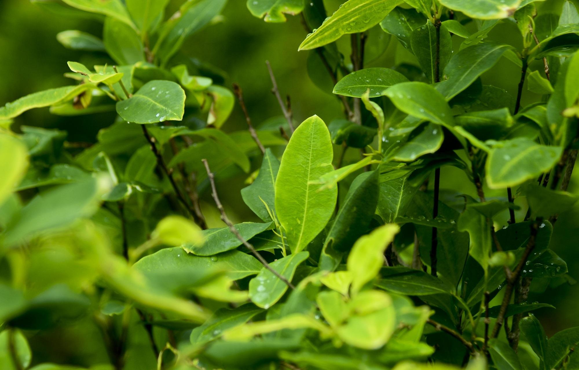 Imagen de archivo de una plantación de coca en el departamento de Antioquia, en Colombia, país que es el principal productor de cocaían del mundo. Foto Raúl Arboleda (AFP).
