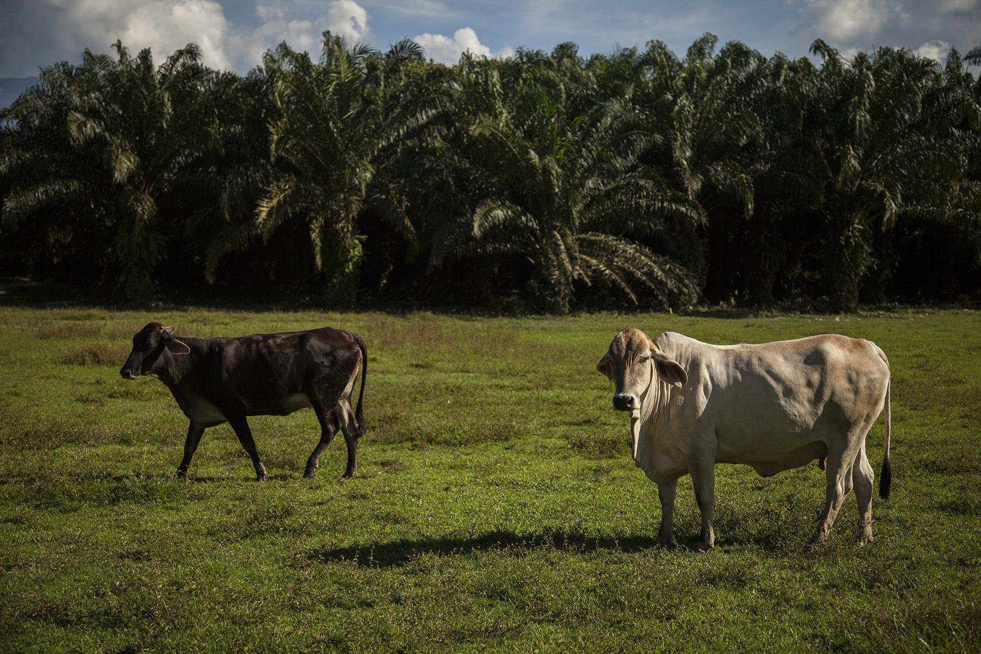 El cultivo de palma africana es más atractivo económicamente que otras actividades agropecuarias, como la crianza de ganado. Este campo donde pasta ganado está ubicado en la comunidad Pagoales, del municipio de San Francisco, Atlántida, Honduras./ Foto El Faro: Víctor Peña