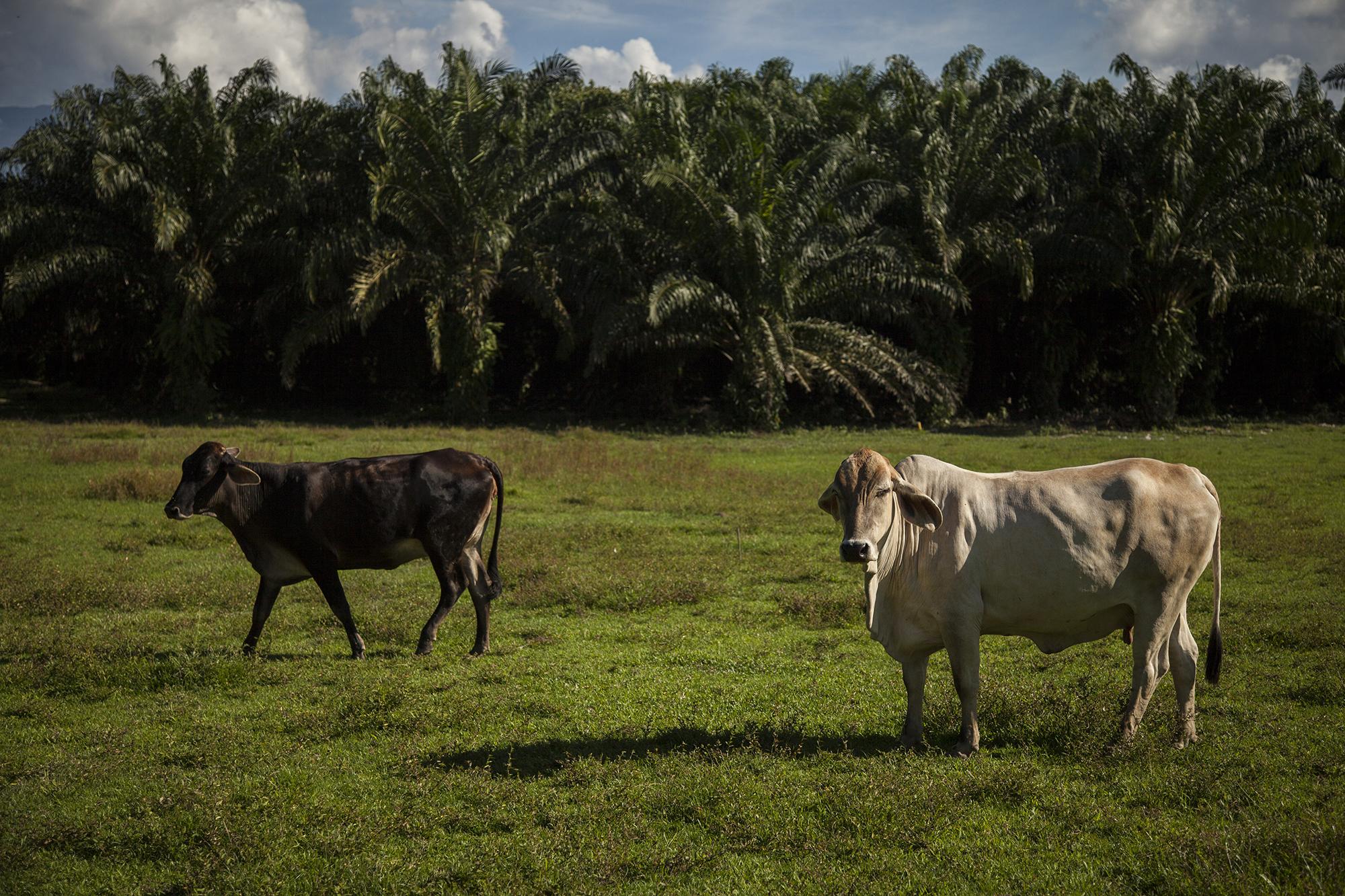 El cultivo de palma africana es más atractivo económicamente que otras actividades agropecuarias, como la crianza de ganado. Este campo donde pasta ganado está ubicado en la comunidad Pagoales, del municipio de San Francisco, Atlántida, Honduras./ Foto El Faro: Víctor Peña