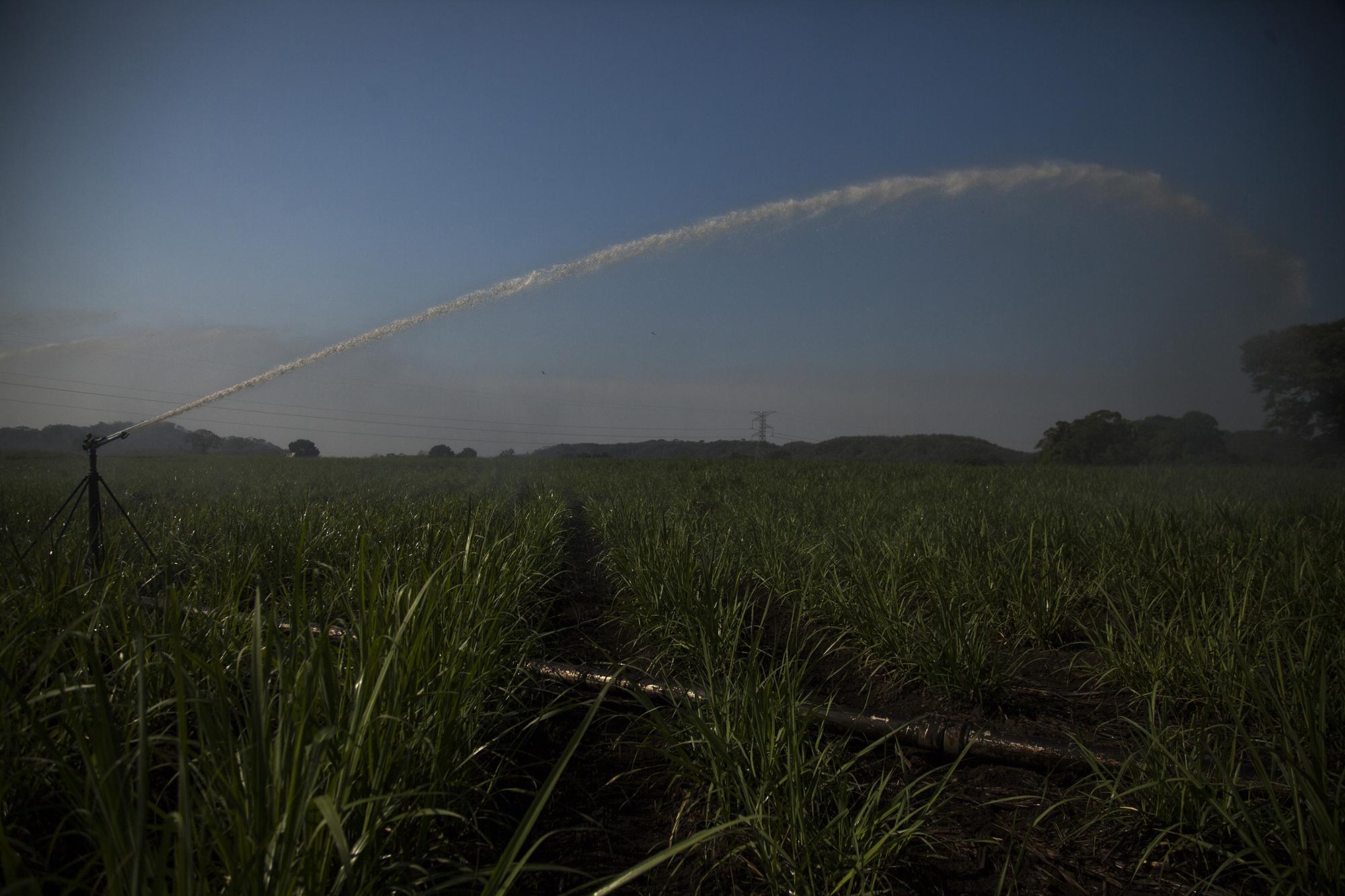 El cultivo de caña es una carrera por la eficiencia. Por las limitaciones de espacio en Guatemala, a los 12 ingenios no les queda de otra que buscar cómo producir más azúcar con menos caña cultivada. Parte de las mejoras en el proceso incluye el riego con madurantes como la vinaza, un derivado del etanol, que aumenta la producción de azúcar. El factor negativo es que su olor contamina el aire y las comunidades de la costa sur se quejan por la contaminación de los mantos acuíferos. Este es un terreno contiguo al ingenio Palo Gordo, en Suchitepéquez./Foto El Faro: Víctor Peña