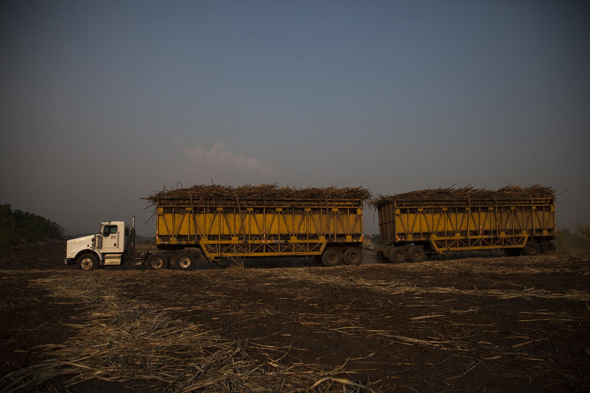 Guatemala es un país donde la producción de azúcar es de bajo costo, comparado al resto del mundo. En parte, se explica por la mano de obra barata pero también por la cercanía entre ingenios, carreteras y puerto de exportación. En la Finca Cocales, municipio de Patulul, Suchitepéquez, camiones transportan la caña que terminará molida en el ingenio Palo Gordo. /Foto El Faro: Víctor Peña