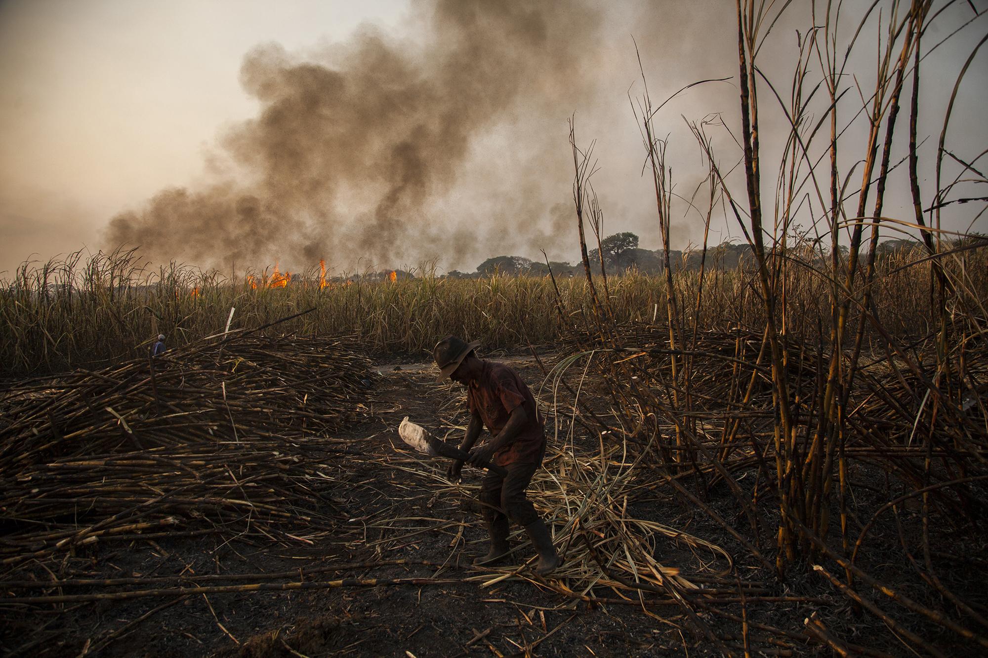 Guatemala es el segundo exportador de azúcar en Latinoamérica, después del gigante de Brasil. La industria guatemalteca no está exenta de violaciones laborales y daños al medioambiente que han sido denunciados en juzgados locales pero también ante instancias como Naciones Unidas o la Unión Europea. En la imagen, trabajadores cortan la caña en una porción de las 17 mil hectáreas de cultivo que tiene el ingenio Madre Tierra, propiedad de la familia Campollo, ubicado en el municipio de Santa Lucía Cotzumalguapa, departamento de Escuintla. 