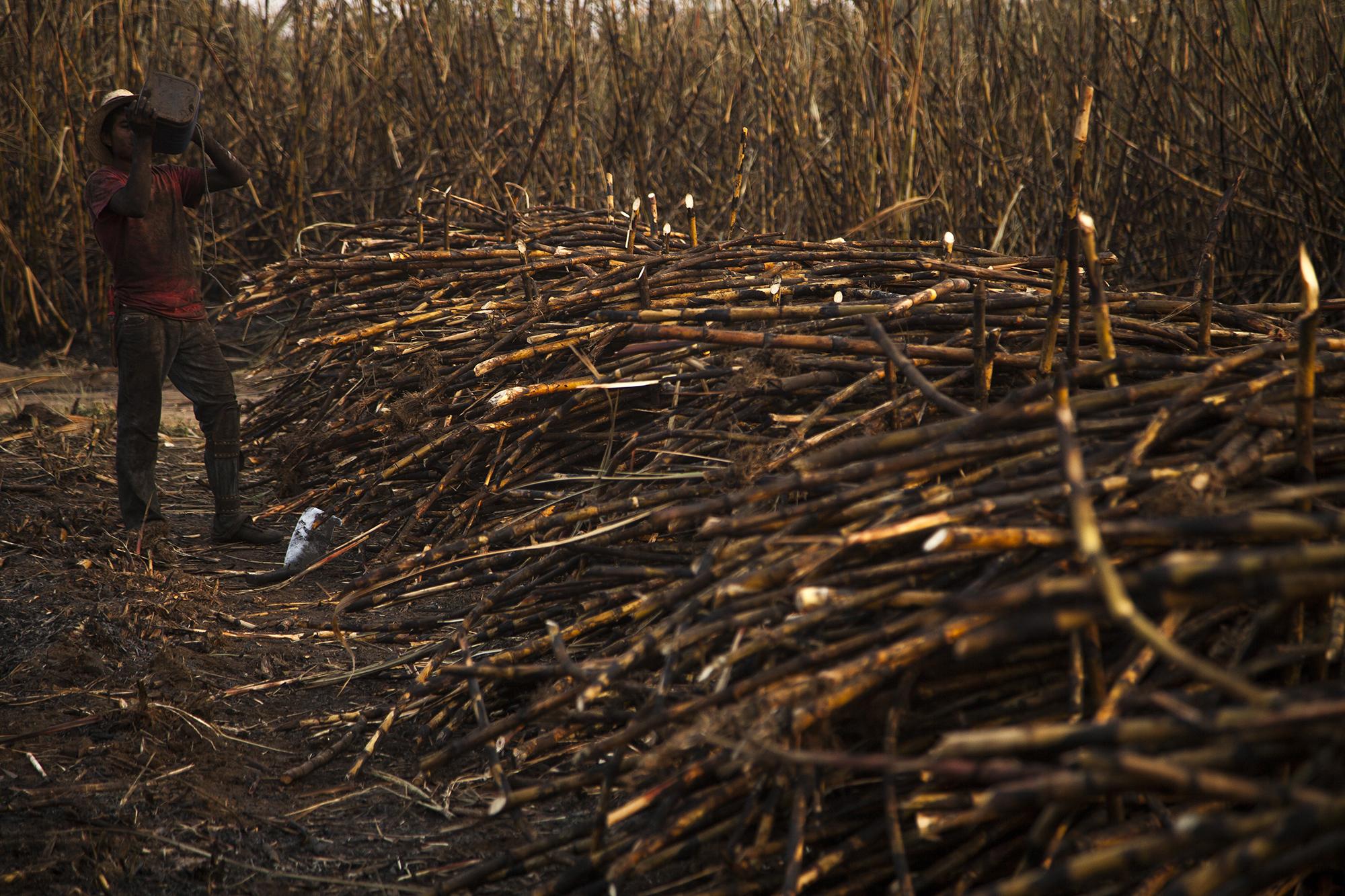 Martín Quinilla (22) se toma un descanso durante la jornada de corte de caña de azúcar en las propiedades del ingenio Madre Tierra, en el departamento de Escuintla. Guatemala es considerado internacionalmente como un país productor de azúcar 