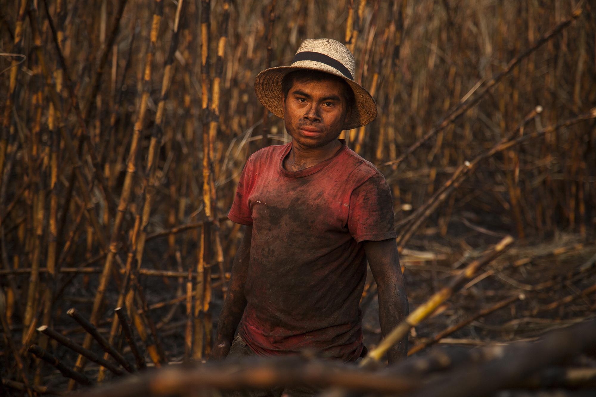 Los cortadores de caña trabajan largas y extenuantes jornadas una vez que los cañaverales han sido quemados. Al momento de ser fotografiado, Martín Quinilla, 22 años, dijo no saber que se encontraba en una finca del ingenio Madre Tierra, municipio de Santa Lucía Cotzumalguapa, en el departamento de Escuintla. “A nosotros solo nos suben a un bus y nos llevan a trabajar a cualquier lado”, dijo.