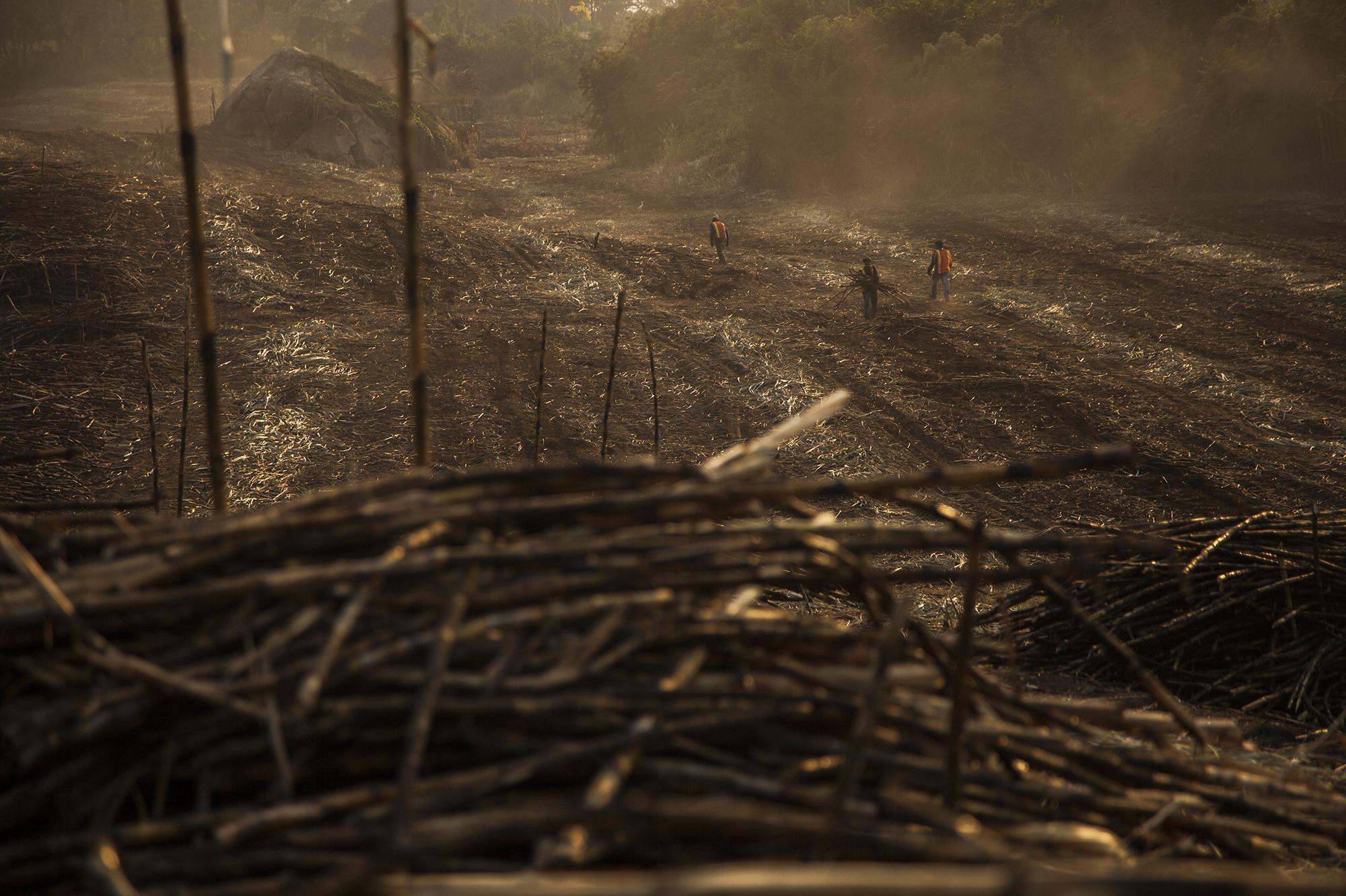 La finca Cocales está ubicada en el municipio de Patulul, departamento de Suchitepéquez, en la costa sur guatemalteca. Es propiedad del ingenio Palo Gordo, uno de los más grandes del país, y también el que registra el único sindicato en toda la industria azucarera. El resto de sindicatos han desaparecido, asfixiados por las empresas. 