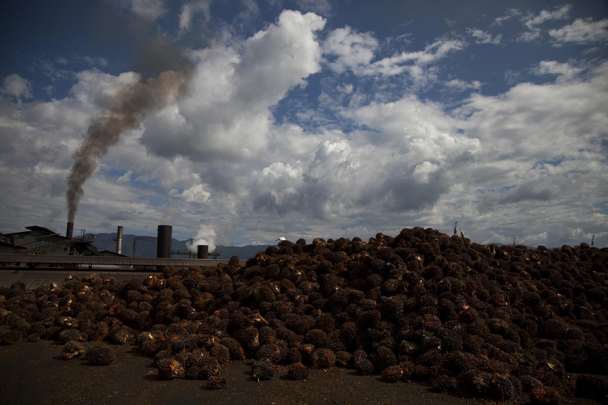 Área de recepción de fruto de palma en la extractora de aceite 