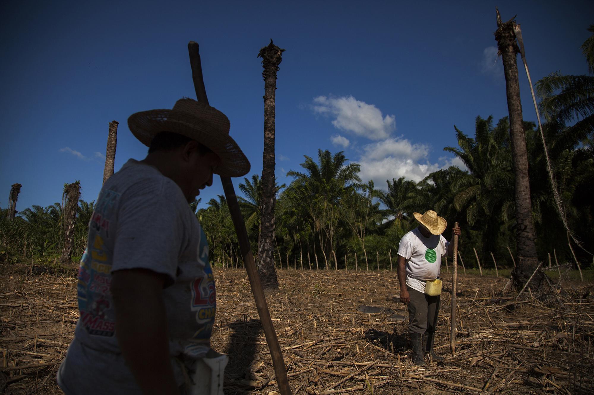 El término guanaco, en su sentido peyorativo, no se refería originalmente a los salvadoreños en particular, sino a los campesinos o a cualquier persona inculta, especialmente de las provincias centroamericanas, a excepción de aquellos originarios de la ciudad de Guatemala. Foto: Víctor Peña.