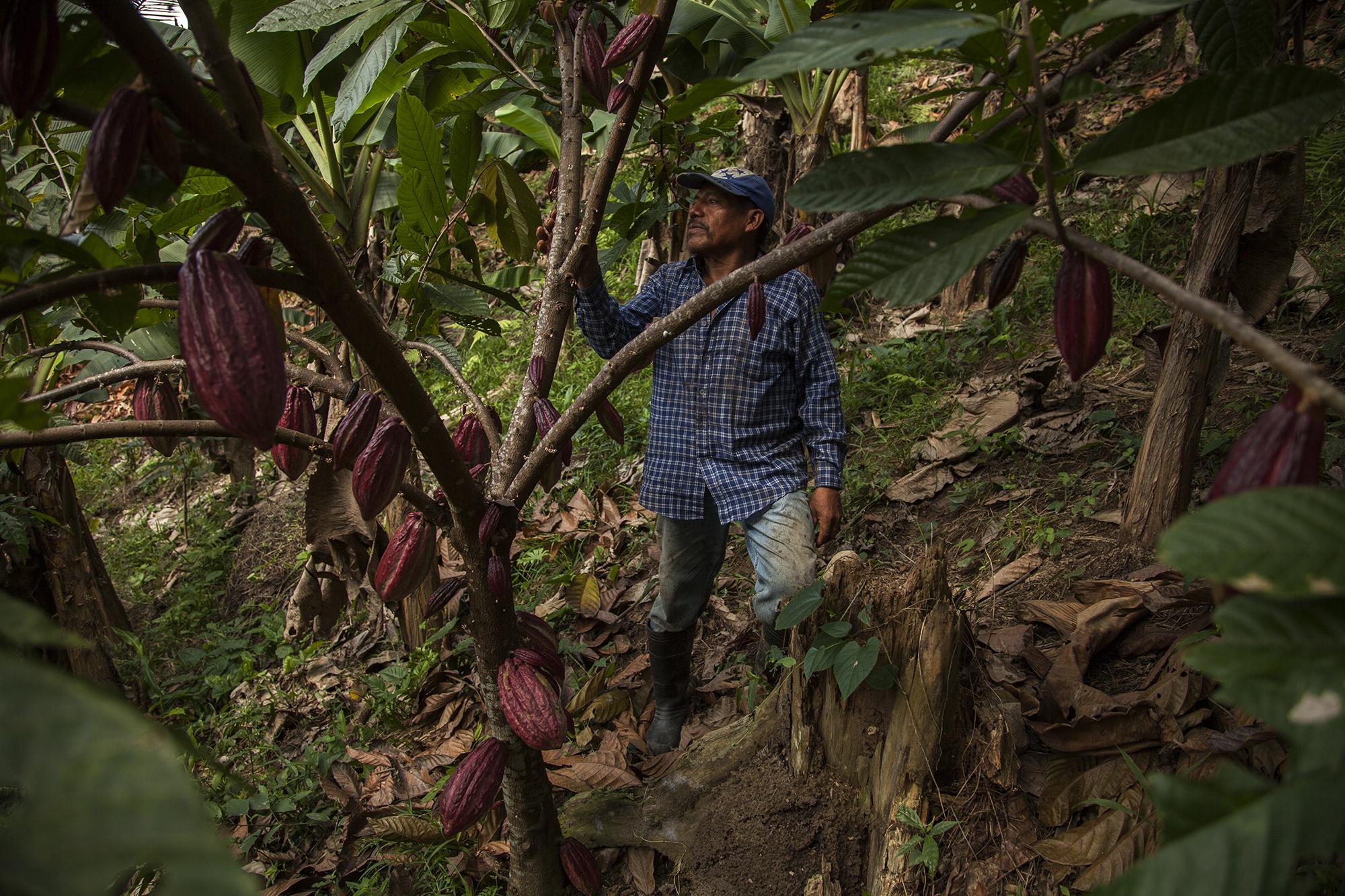 A sus 61 años, Rómulo Burgos, un exmarinero que regresó a la costa hondureña para vivir de la tierra y sus cultivos. Rómulo posee 30 manzanas de terrenos, de las cuales 23 están ocupadas por palma en plena pradera, las otras siete las está experimentando con el cultivo de cacao, no por conciencia ambiental, sino porque considera que le garantizará mejor rentabiblidad a futuro.