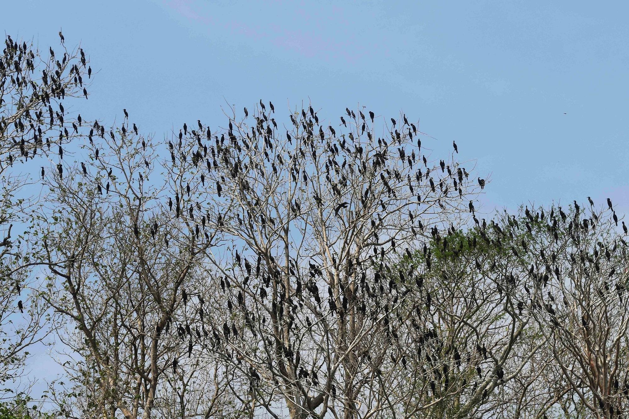 Cientos de cormonares descansan en las ramas de la ribera del lago Suchitlán. El Ministerio de Medio Ambiente estima en 30,000 el número de ejemplares. Foto Marvin Recinos (AFP).