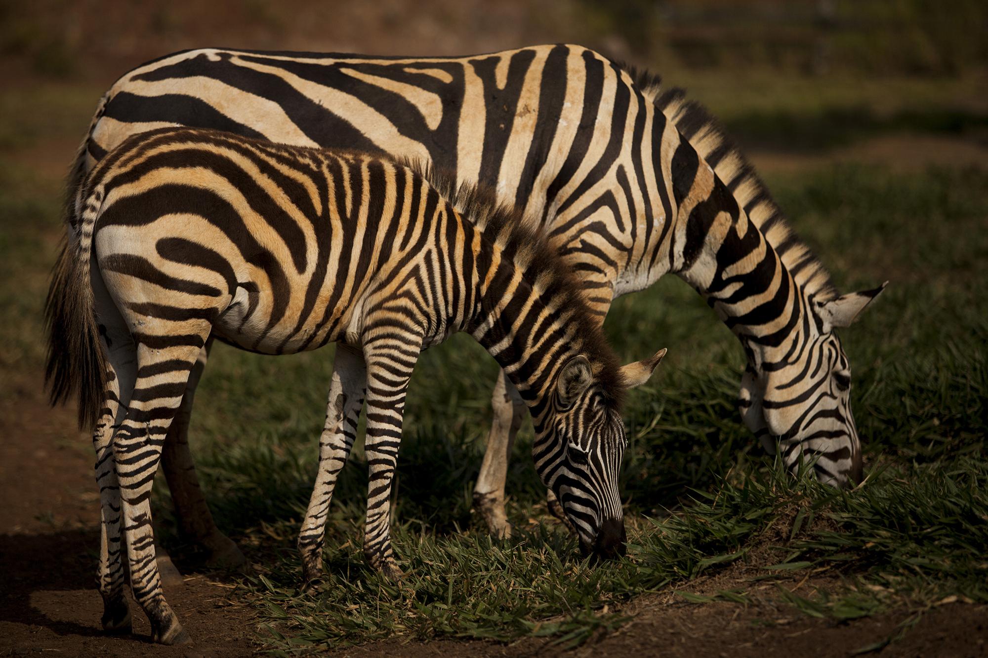 En el zoológico Joya Grande un grupo de cebras comparte el recinto con Big Boy, la jirafa preferida de Rivera Maradiaga. Los fines de semana, el parque recibe la visita de hasta 4 mil personas. Foto de El Faro, por Víctor Peña.