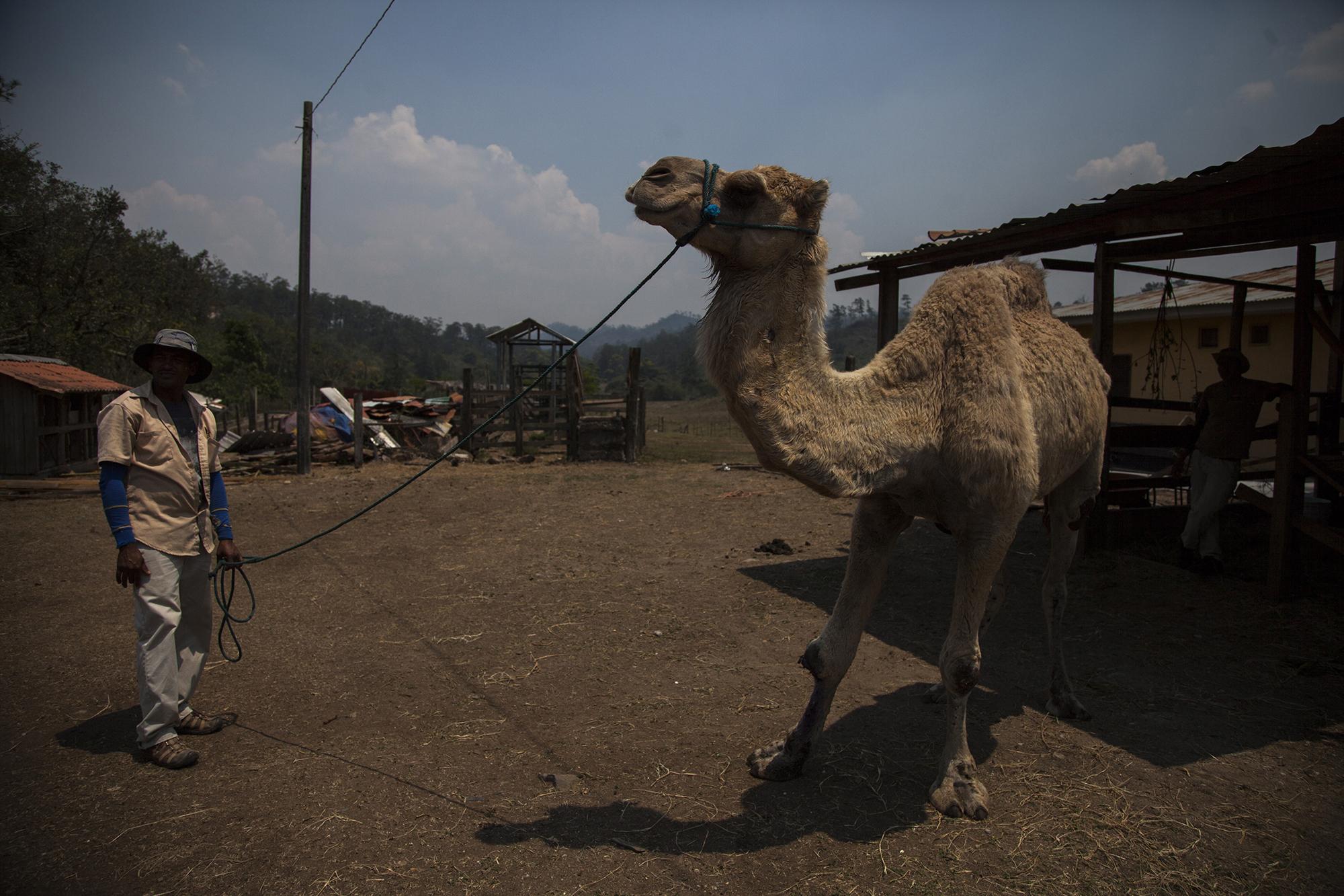 Un dromedario de 25 años (la edad máxima que suelen alcanzar estos animales) fue regalado por un circo al zoológico de Joya Grande. Las lesiones en la rodilla y en el vientre son la preocupación de la veterinaria María Díaz, quien tras la incautación de la propiedad a Rivera Maradiaga quedó a cargo de la administración. Foto de El Faro, por Víctor Peña.