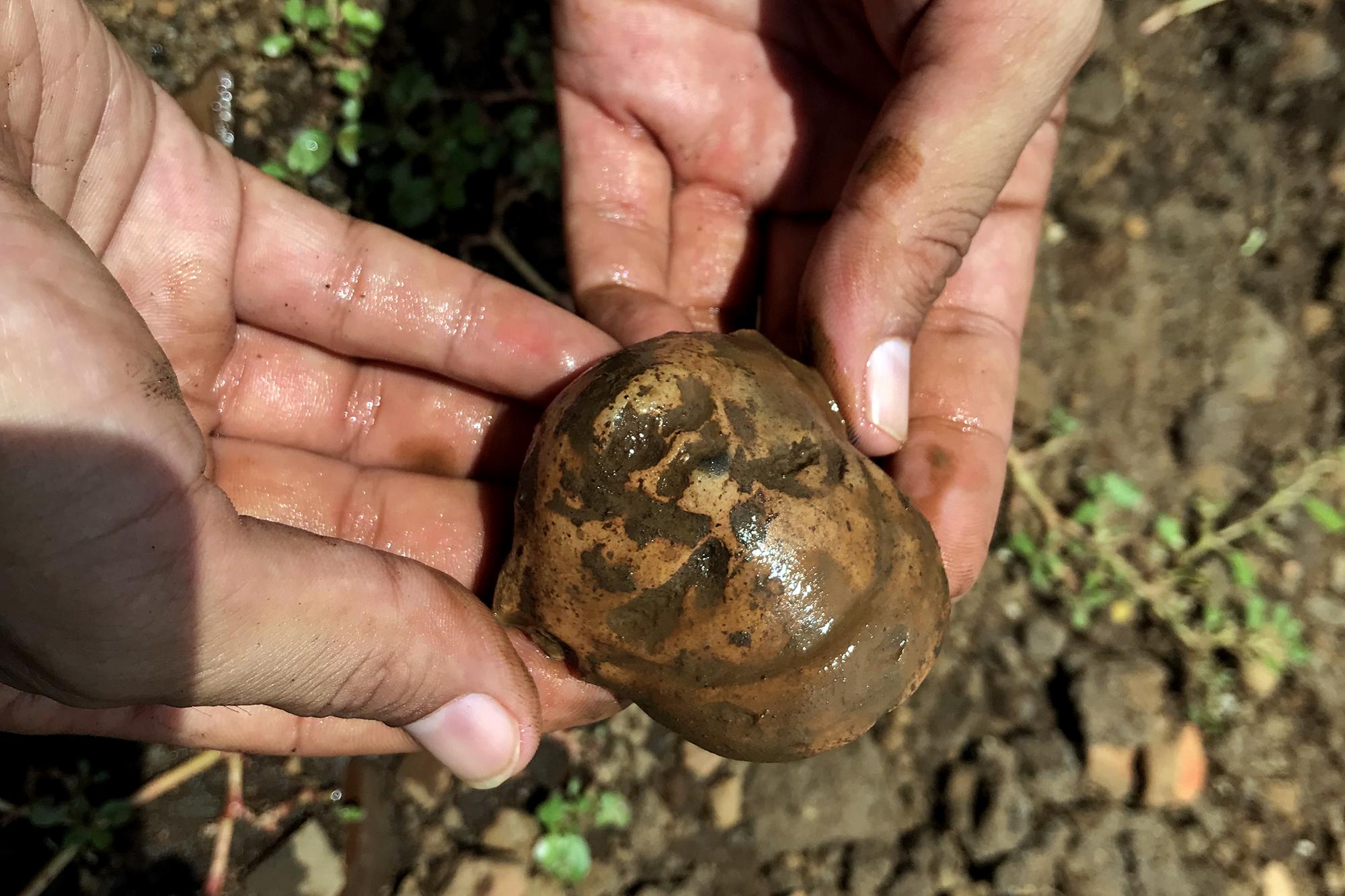 Pieza arqueológica encontrada en el sector de construcción de la planta de tratamiento de agua, en el proyecto Acrópolis, de la constructora Salazar Romero, en el municiío de Nahulingo, del departamento de Sonsonate. La pieza fue encontrada el martes 26 de junio, en medio de escombros, en la zona donde las obras están suspendidas. Foto de El Faro, por Víctor Peña.