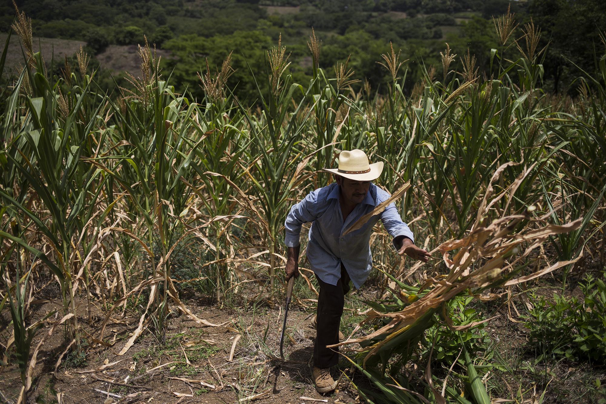 Francisco Granados Márquez, de 56 años, corta milpa de maíz de sus dos manzanas, en el cantón El Aceituno, de San Buenaventura, Usulután. Este agricultor perdió su cultivo por la falta de lluvias.  Foto de El Faro, por Víctor Peña.