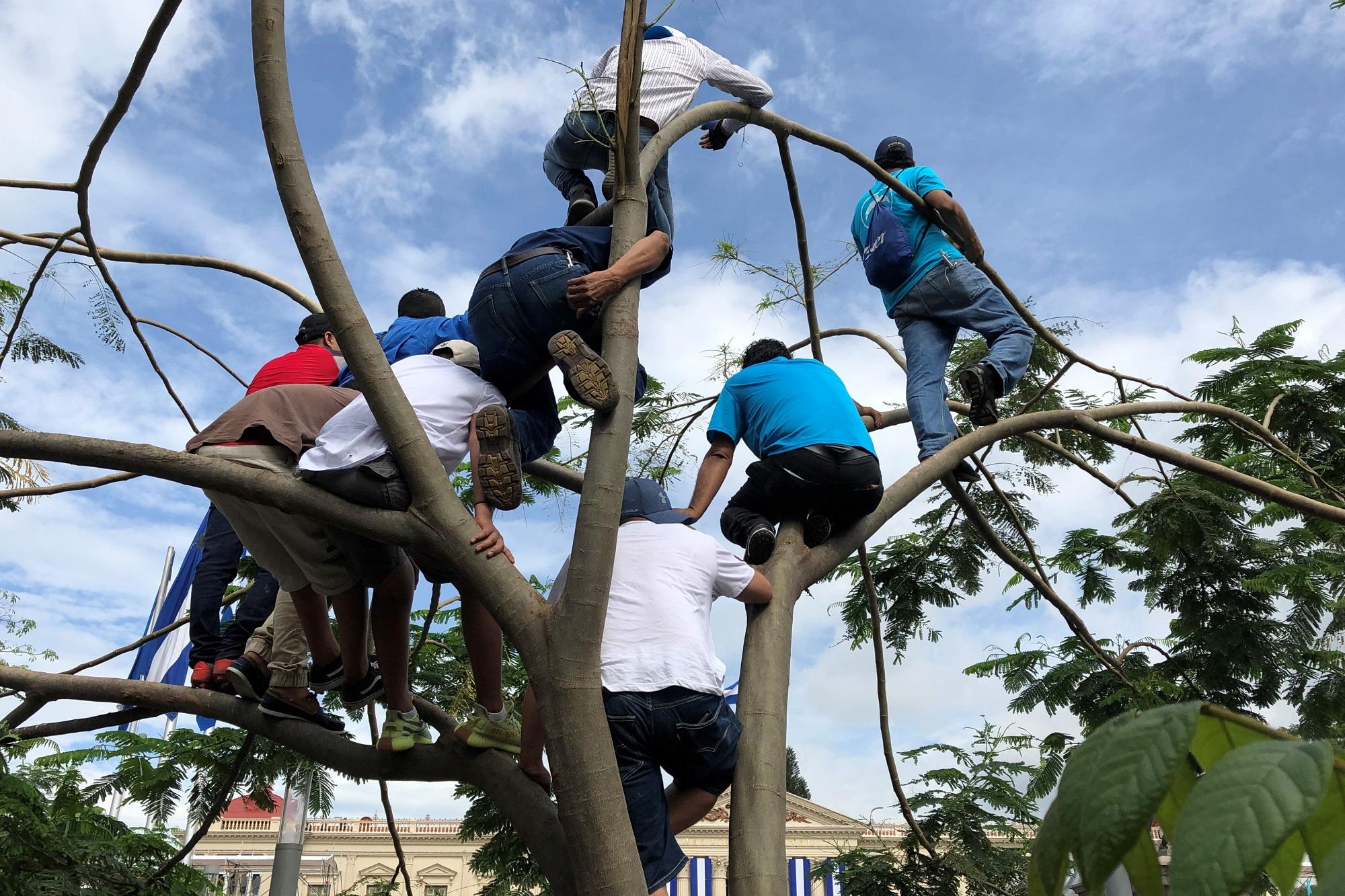 Hasta nueve niños y jóvenes se encaramaron en uno de los árboles de fuego que hay sembrados en la plaza General Gerardo Barrios, en San Salvador., para poder ver la toma de posesión del presidente Nayib Bukele. Foto Roberto Valencia.
