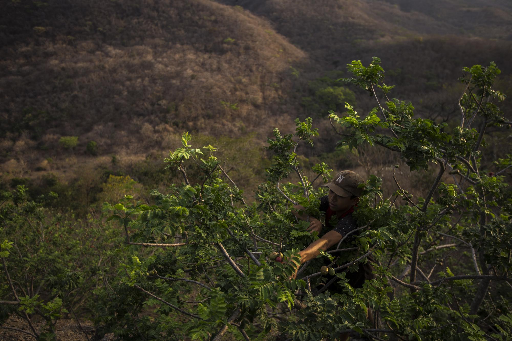Fredy Magarín es el menor de cinco hermanos. A sus 14 años es parte de la nómina oficial de los cortadores de Jocote. Su madre murió en un accidente de tránsito en el año 2010. Dejó de lado la escuela desde hace cuatro años, y desde entonces trabaja para ayudar con los gastos que su vivienda demanda todos los días. Su padre y sus hermanos también son trabajadores en los campos de cultivo de jocote y loroco, y la economía de todos se ha visto afectada con la reducción de la paga por jornada a causa de todo lo desencadenado por el coronavirus.