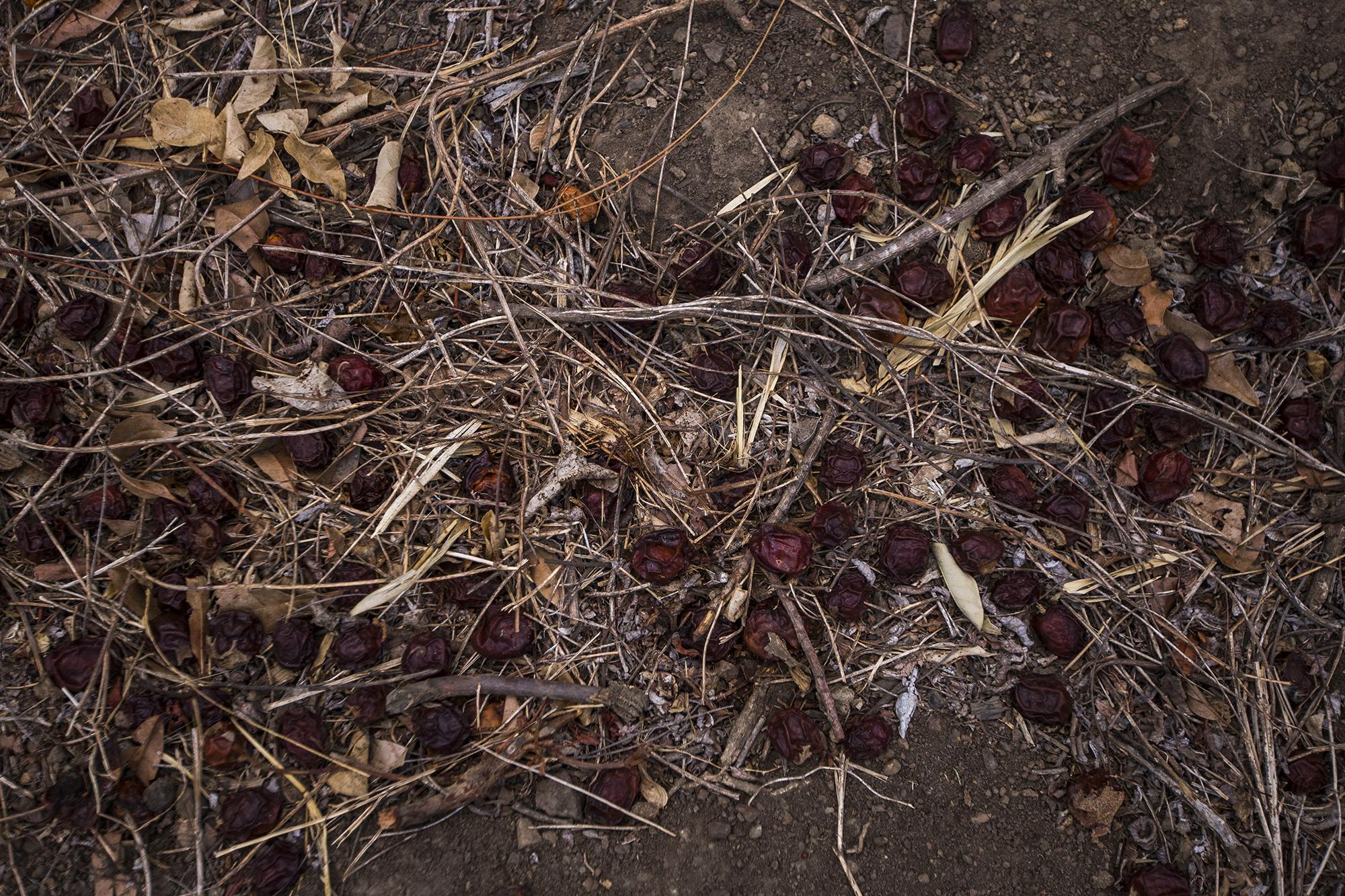 La pandemia y el estado de excepción de vive el país ha bajado la demanda de jocote barón rojo en los mercados. Es notorio en los campos de cultivo. El fruto se maduró y, a falta de encargos y manos para cortar debido a la disminución de la paga, cayó al suelo y se perdió.
