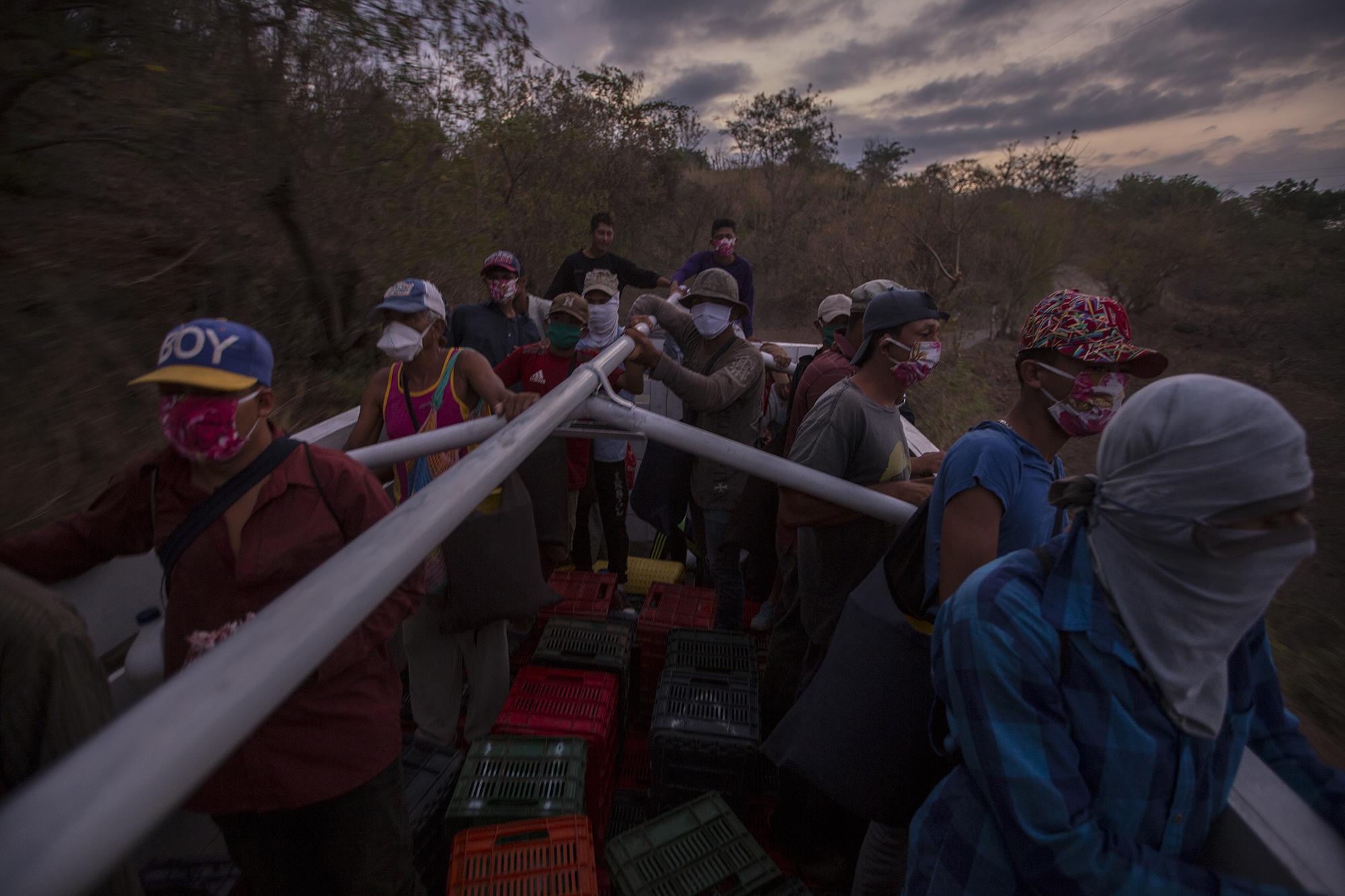 Desde las cinco de la mañana, los productores reúnen a sus empleados para comenzar la jornada. En este camión van 23 hombres, ancianos y niños. Serpentean por un camino de polvo y piedras durante 20 minutos, hasta llegar a un terreno de diez manzanas. Cobran un dólar por hora. Son habitantes de los cantones del municipio de San Lorenzo, y hoy solo consiguen ganar cinco dólares por día, debido a la crisis generada por el coronavirus.