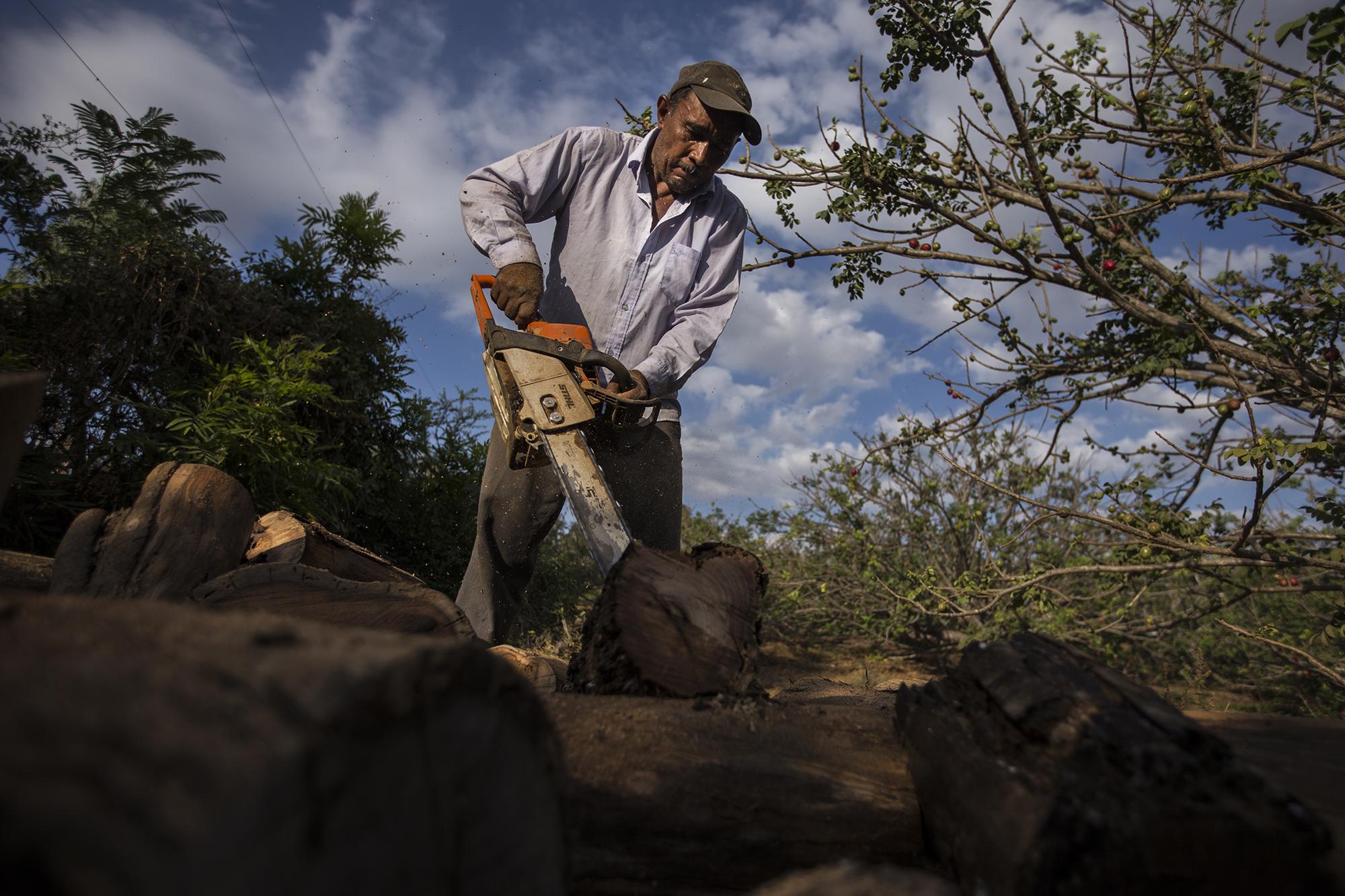 Edgar Ascencio es un pequeño productor. Todos los años cultiva cuatro manzanas de Jocote. “Cosecha hay, pero no se puede vender”, dice. En sus matemáticas, ha perdido la mitad de su fruto, y su afectación principal ha sido el cierre de las fronteras. Solía enviar una buena parte  de su cosecha a los mercados en los pueblos fronterizos guatemaltecos. Para Edgar, de 52 años, la única esperanza que queda es la del cultivo de loroco, que tiene su auge en el mes de agosto.