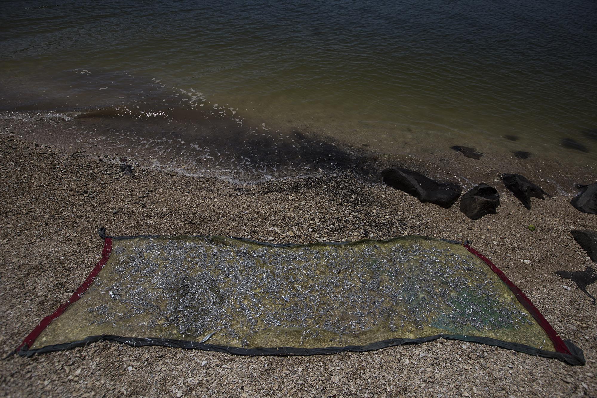 Las sardinas reposan bajo el sol. Las sardinas generan ganancia extra y por ello tienen un custodio durante el día: alguno de los hijos se queda para lanzar piedras a los pájaros que intentan robárselas en el menor descuido. Esta familia se despierta cada día a las cinco de la mañana para lograr la marea, “porque la marea no espera a nadie”, dice Santiago, que junto a sus hijos debe recolectar el equivalente a $30 cada día para que la jornada valga la pena. Ese ingreso mínimo permite invertir en combustible para la lancha y para alimentos básicos: arroz, frijoles, azúcar, café, sardinas enlatadas y carne de res. En días poco comunes de pesca abundante pueden recolectar hasta $60.