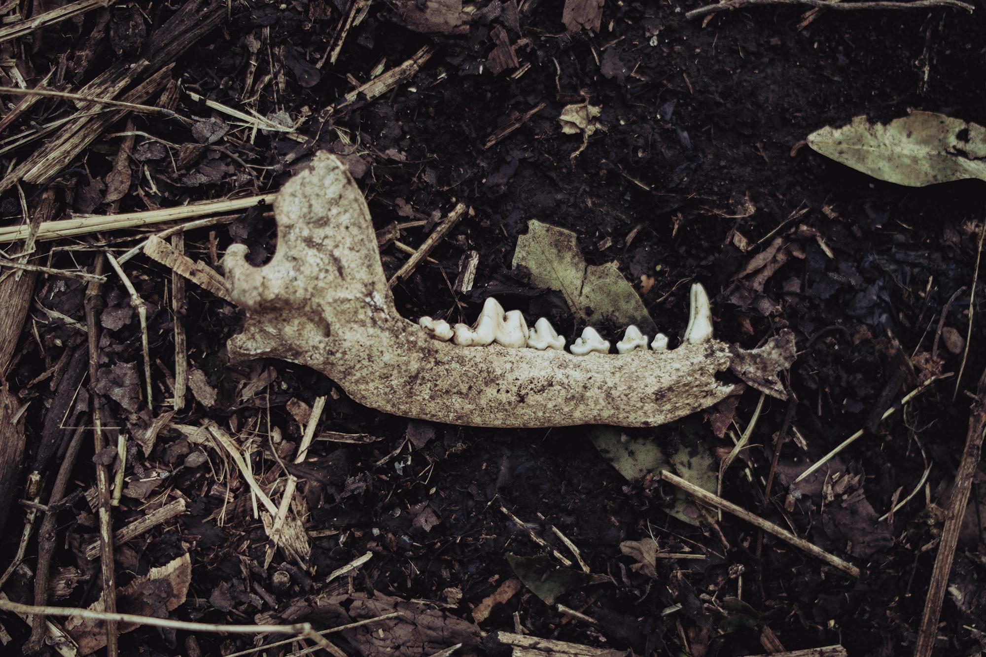 El terreno habitado por las 100 familias ha sido ocupado como botadero de basura. Aunque no es un sitio designado, muchas personas llegan desde la ciudad a tirar desperdicios a ese terreno. A ún hoy la basura se observa en las orillas del lugar. Entre las carpas, estaba esta pieza del esqueleto de algún animal.