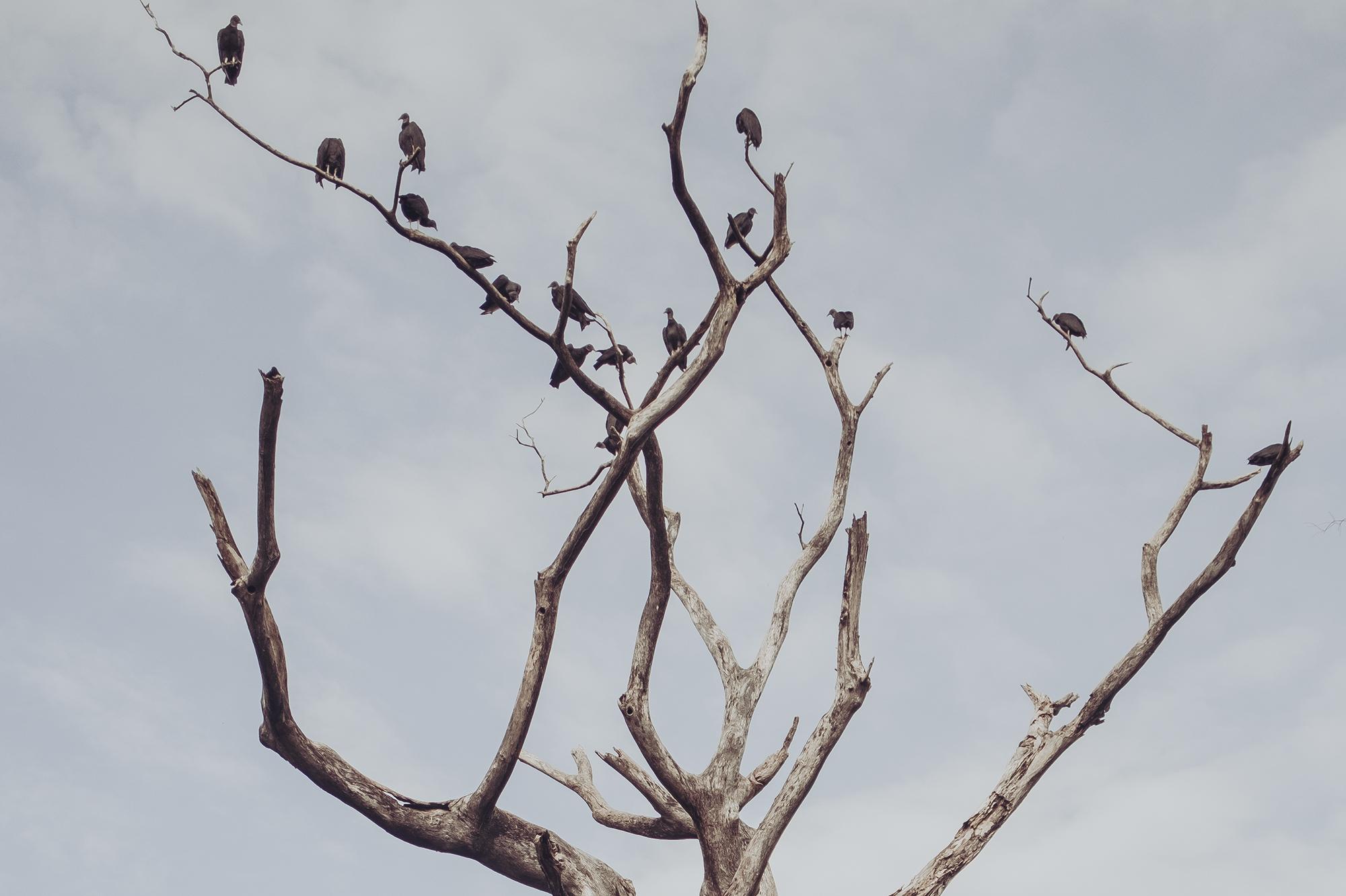 A conacaste tree scorched by lightning stands near the entrance of the community. On the tips of the branches, vultures perch in wait for a dead animal or wasted food. Below, dozens of families take refuge in makeshift shacks as they piece their lives back together. 