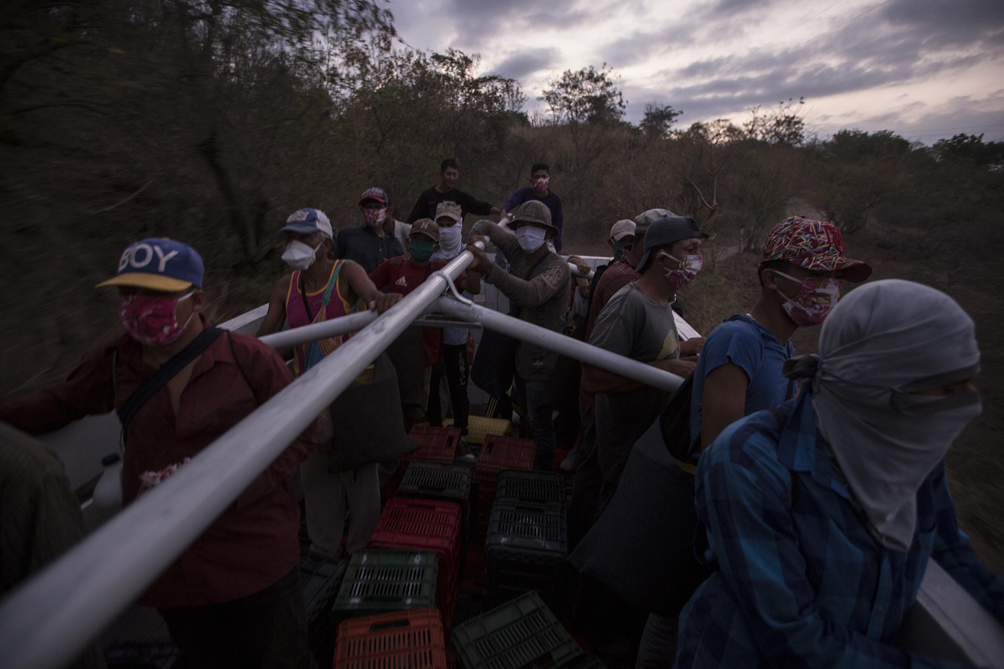 27 de marzo de 2020. Buena parte de la gente del municipio de San Lorenzo, en el occidente del país, vive de esto. La producción de jocote barón rojo es fuente primordial de ingresos para productores y jornaleros de esta zona rural. San Lorenzo, a 97 kilómetros de San Salvador, es el mayor productor de jocote del país, y su exportación llega hasta Honduras, Guatemala, Estados Unidos y Canadá. La mayoría de los agricultores del país esperan las primeras lluvias de mayo para preparar sus cultivos. El jocote es otra historia. En San Lorenzo, marzo y abril representan la época esperada para la recolección de la cosecha que se produce en el verano, momento de la mayor resequedad del suelo. El jocote es tan esencial en San Lorenzo que a su tiempo de colecta dedican un carnaval, la fiesta del pueblo que se celebra desde 1995. A los que cosechan jocote, la crisis del coronavirus les llegó en el peor momento. El cierre de mercados y fronteras en El Salvador provocó la pérdida de la mitad de la cosecha. Foto de El Faro: Víctor Peña.