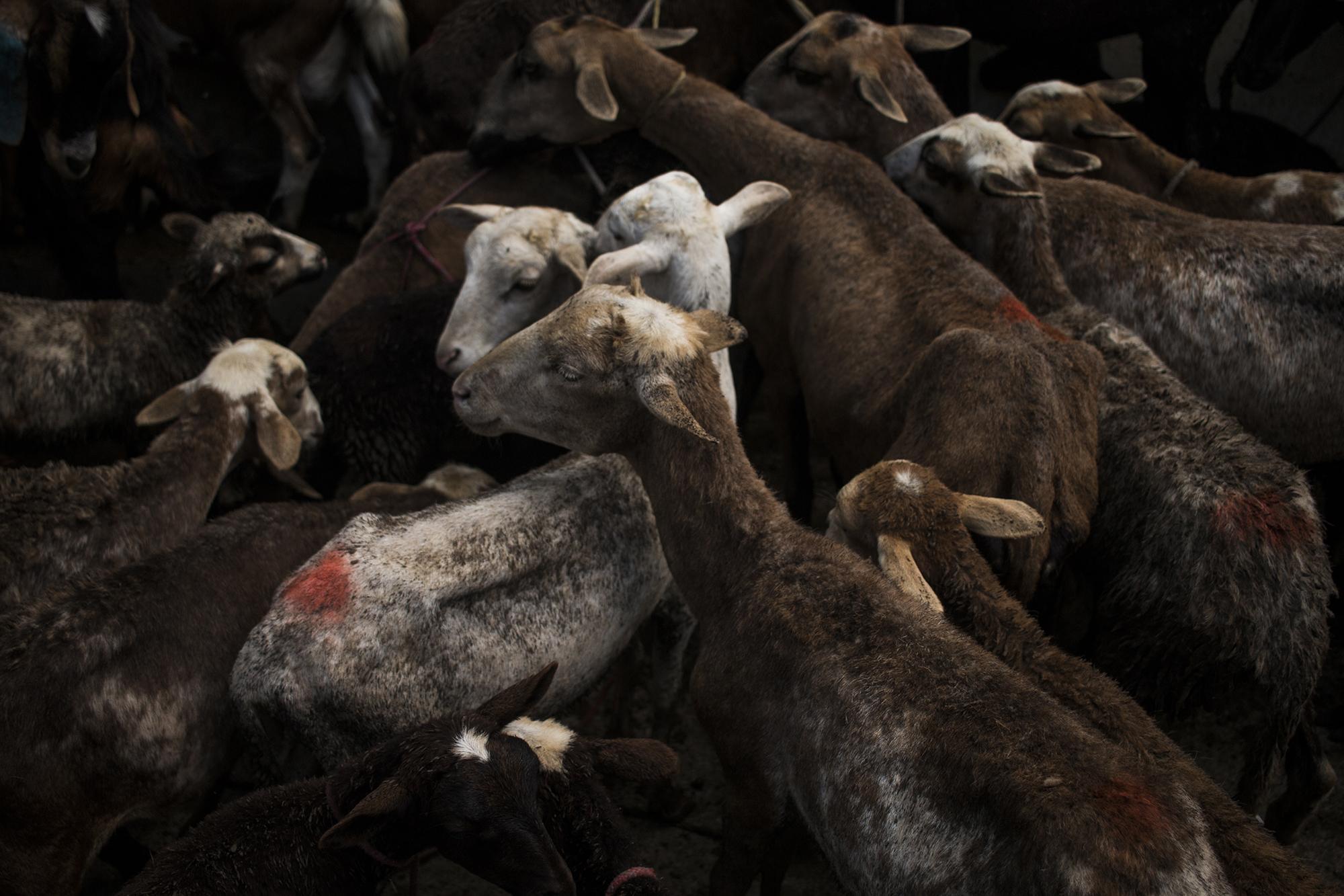 el tiangue y sus animales abarrotan más de cinco cuadras en los alrededores del mercado. Sus dueños deben marcarlos con pintura spray o asegurarlos con lazos para que no se confundan cuando se mezclen con los de otro comerciante. Esos descuidos ya han ocasionado algunos encontronazos.