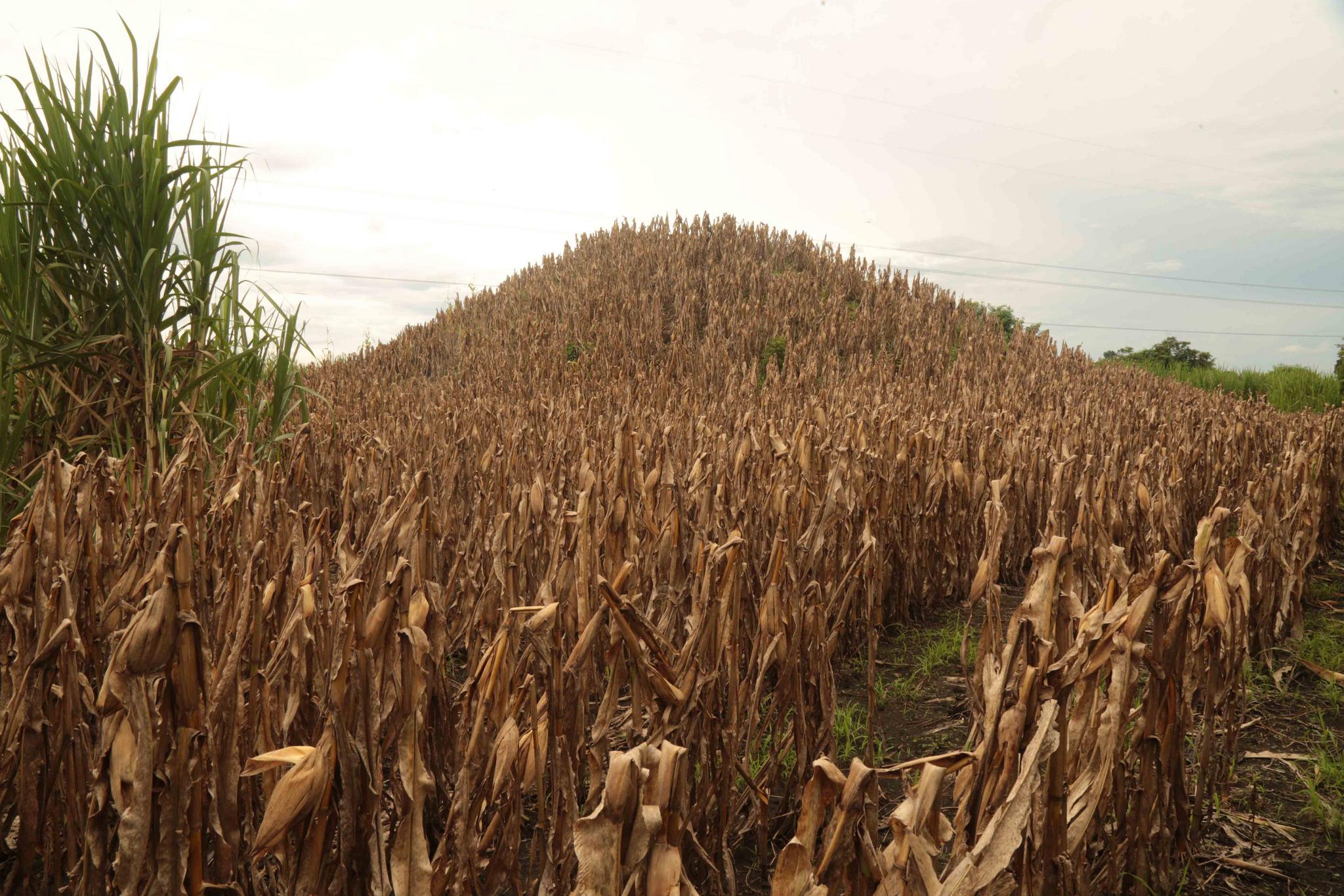 Estructura prehispánica del sitio arqueológico Tacuscalco, Sonsonate. Imagen propuesta por el autor y facilitada por Hugo Díaz Chávez.