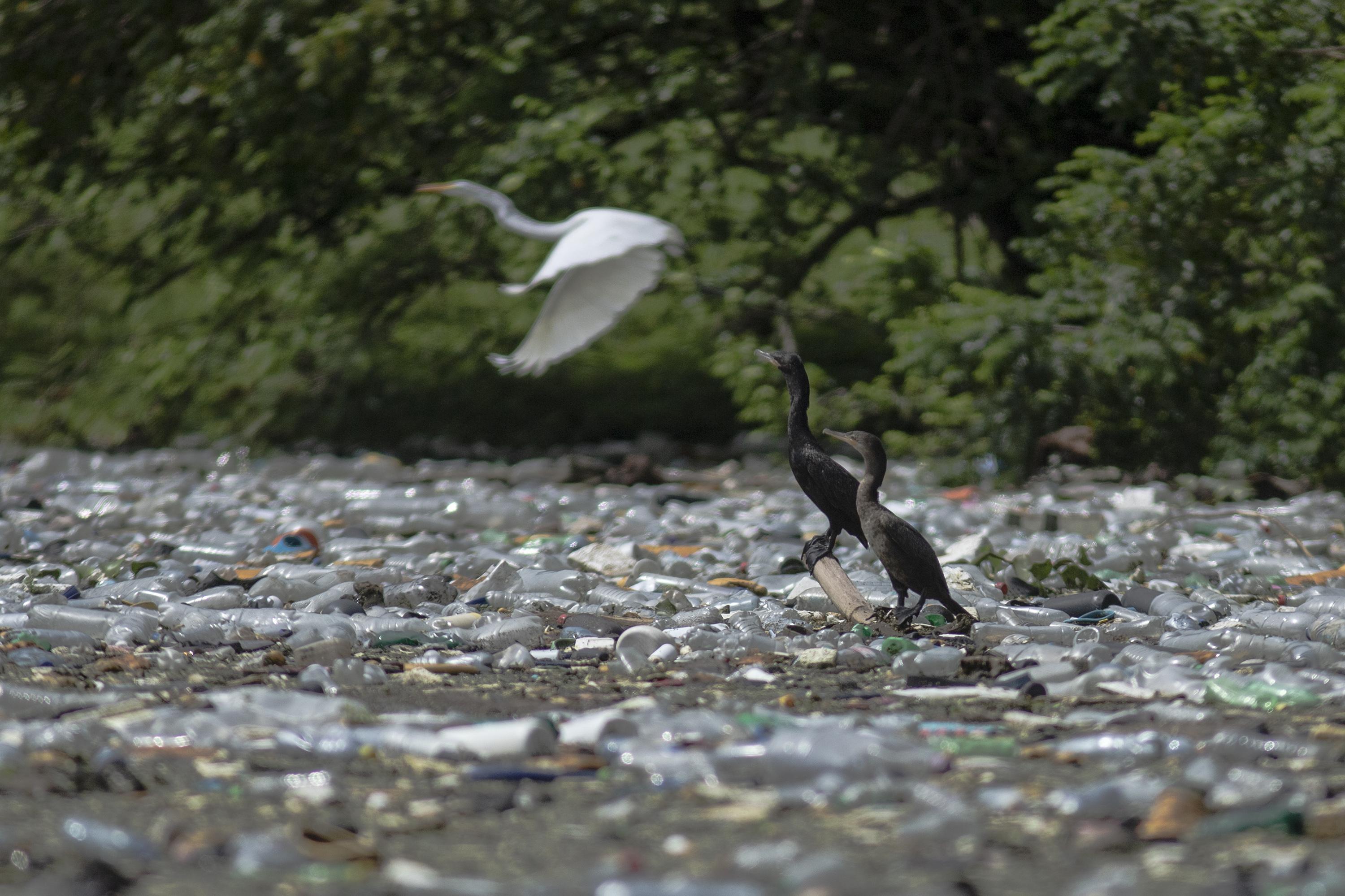 In 2005, the Cerrón Grande reservoir became a protected Ramsar site because of its biodiversity and importance as a source of life and livelihood for the surrounding populations. Cerrón Grande is El Salvador’s second largest wetland after Jiquilisco Bay. The wildlife there must now live alongside floating trash.