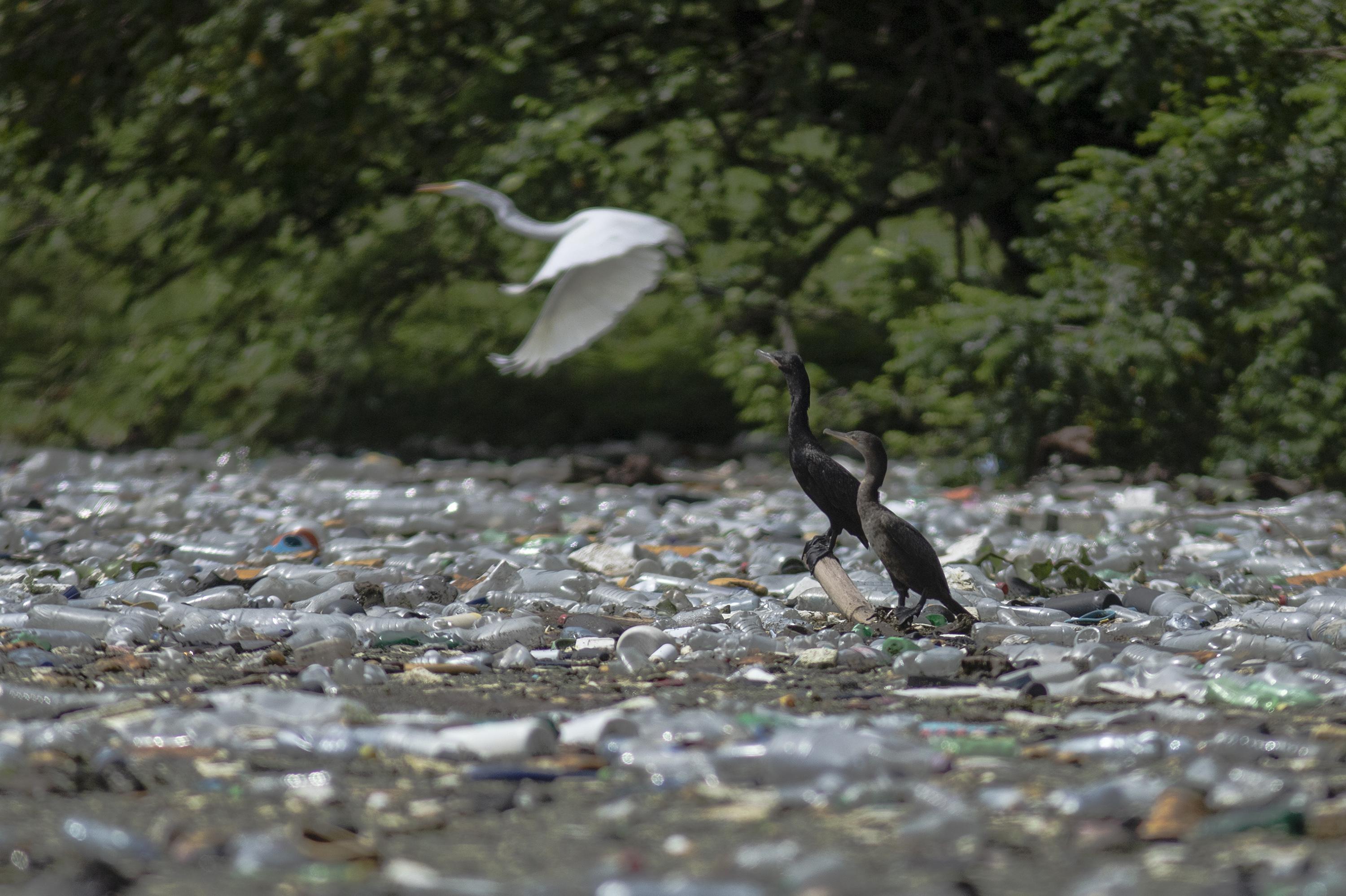 In 2005, the Cerrón Grande reservoir became a protected Ramsar site because of its biodiversity and importance as a source of life and livelihood for the surrounding populations. Cerrón Grande is El Salvador’s second largest wetland after Jiquilisco Bay. The wildlife there must now live alongside floating trash.