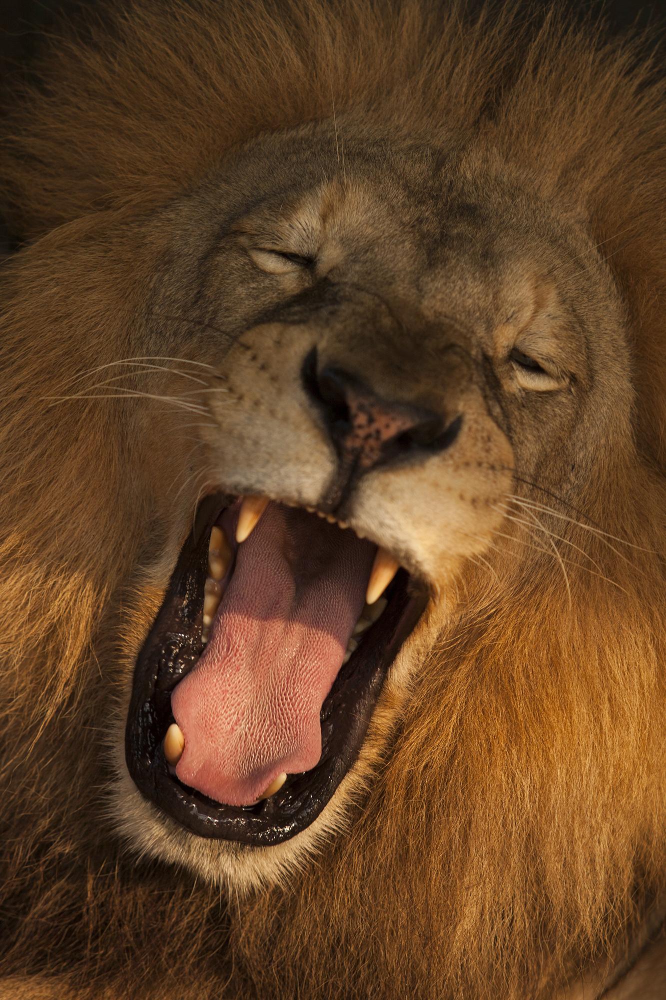 Los leones son parte de los más de 50 felinos que habitan el zoológico Joya Grande. El zoológico nació con un préstamo del Banco Continental a Los Cachiros, del empresario multimillonario Jaime Rosenthal, también acusado en Estados Unidos por lavado de dinero. Foto de El Faro, por Víctor Peña.