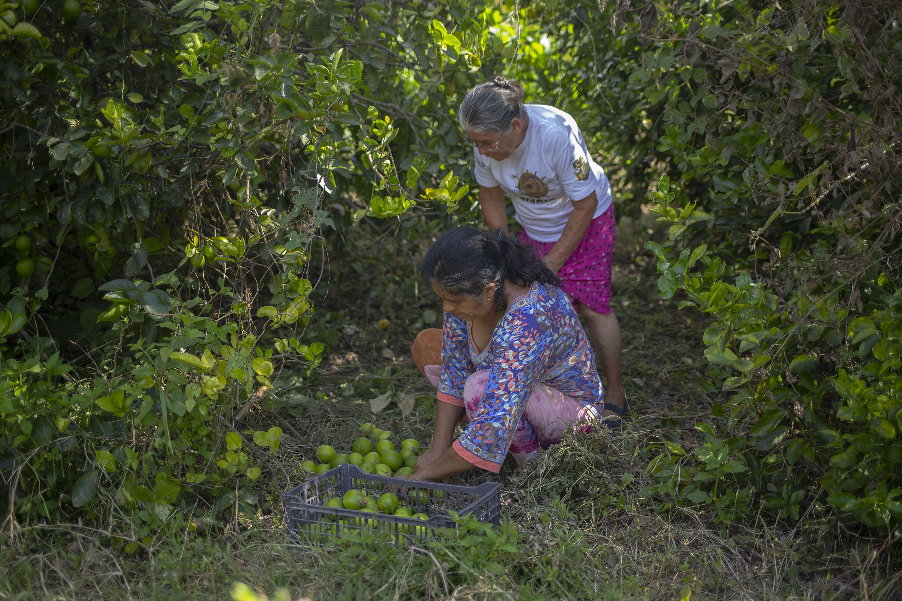 Ausberta Echeverría de 73 años y Dora Alicia Barrera de 48, son agricultoras del cantón El Triunfo. El alcalde pretende que comercialicen sus productos en  una plataforma municipal utilizando criptomonedas. Foto de El Faro: Carlos Barrera