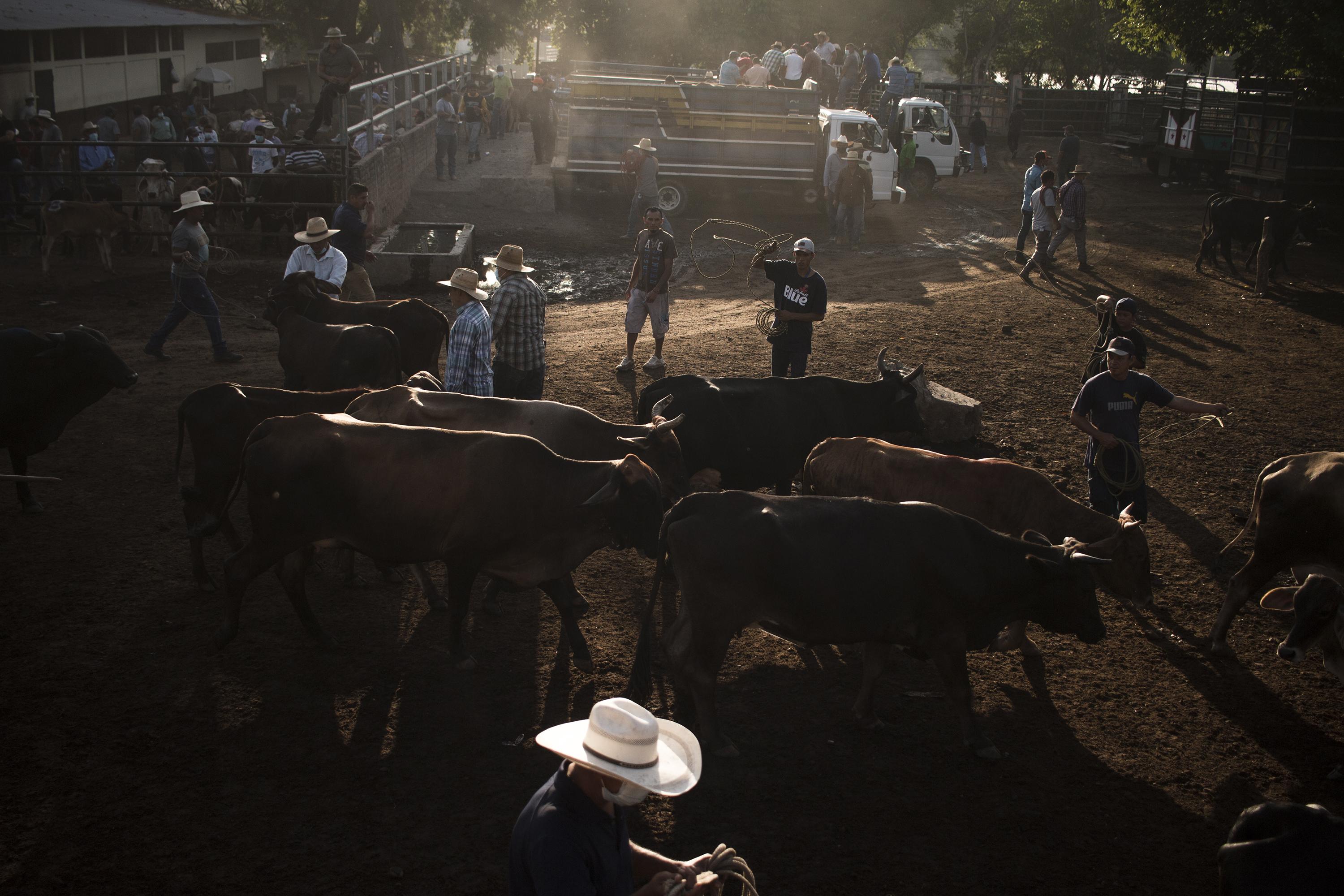 Comerciantes agricolas trabajan en el tiangue, el mercado ganadero que se realiza en el municipio de Aguilares, en el departamento de San Salvador. El trabajo de Digestyc también es levantar y procesar censos relacionados con la dinámica agropecuaria. Foto de El Faro: Víctor Peña. 