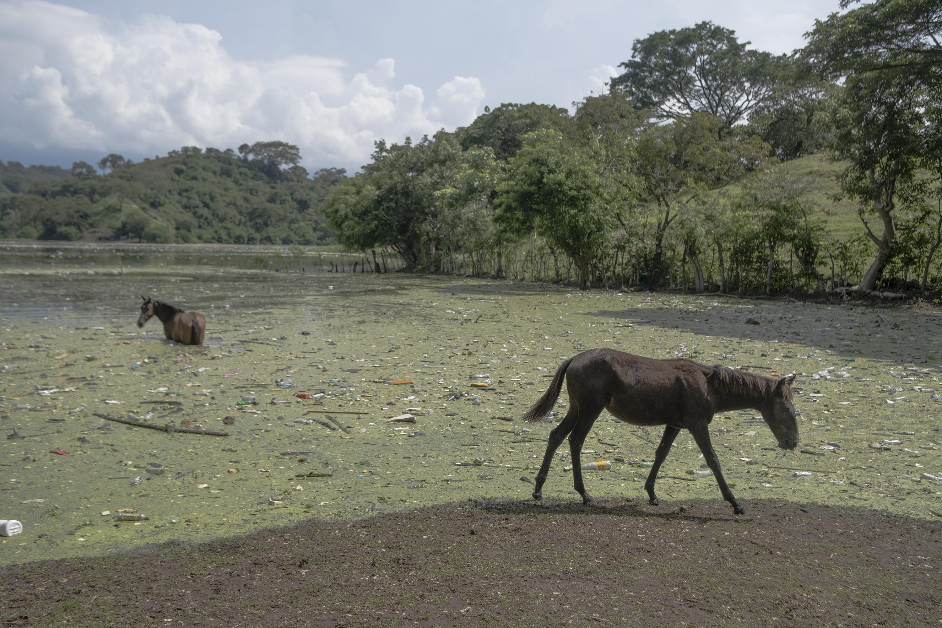 Los miembros de la cooperativa ganadera Piedra del Idioma de Potonico hablan de un incremento en las enfermedades de los caballos y vacas de su propiedad, dicen que su ganado sufre de infecciones estomacales a causa de tomar agua con trozos de plástico que luego no pueden expulsar. 