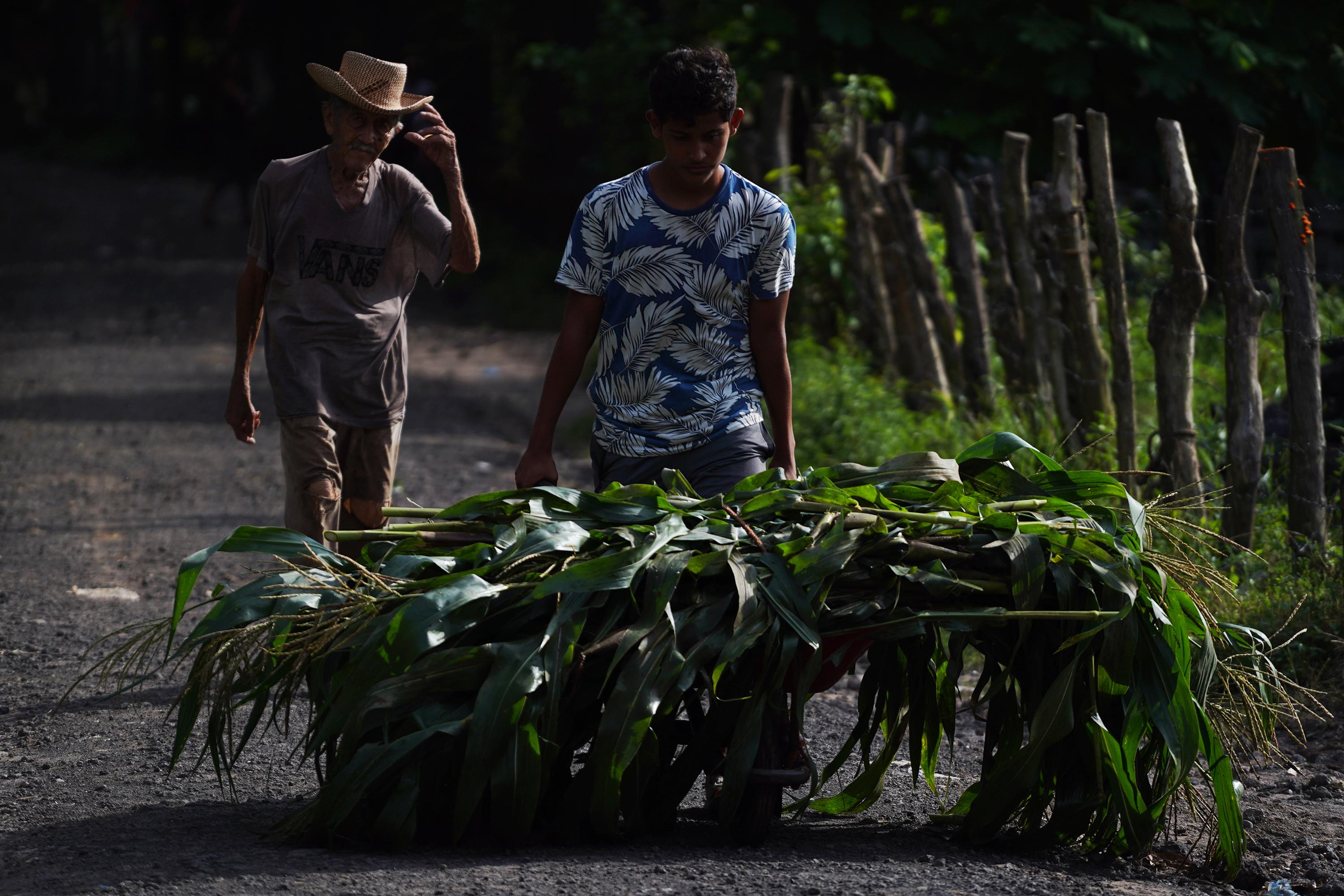 José Daniel Quintanilla, de 85 años, camina detrás de Moisés Mancía, de 21. Ambos vienen de recoger la poca milpa que recuperaron tras la inundación de la comunidad Santa Fidelia. “Yo salí de mi casa con el agua hasta el pecho, eran las 3:00 de la mañana y dejé todas mis cosas. Solo mis botas pude salvar. Esto solo en el huracán Mitch me había pasado”, dice José Daniel, que también perdió una manzana de maíz, valorada en $1,500.