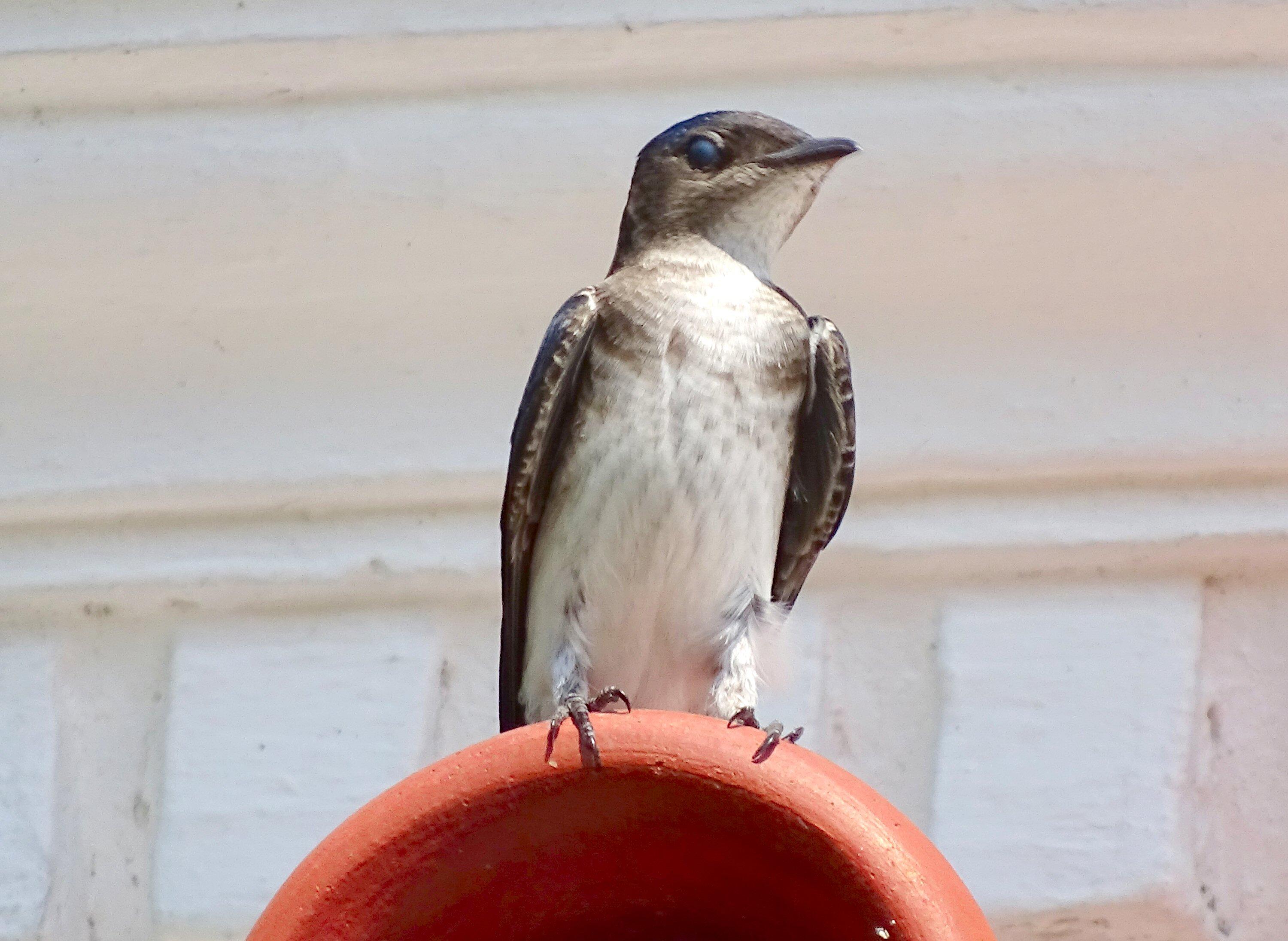 Golondrina Aliserrada Norteña (Stelgidopterix serripennis) en Metapán, Diciembre 2018. Foto cortesía de Julio Acosta.