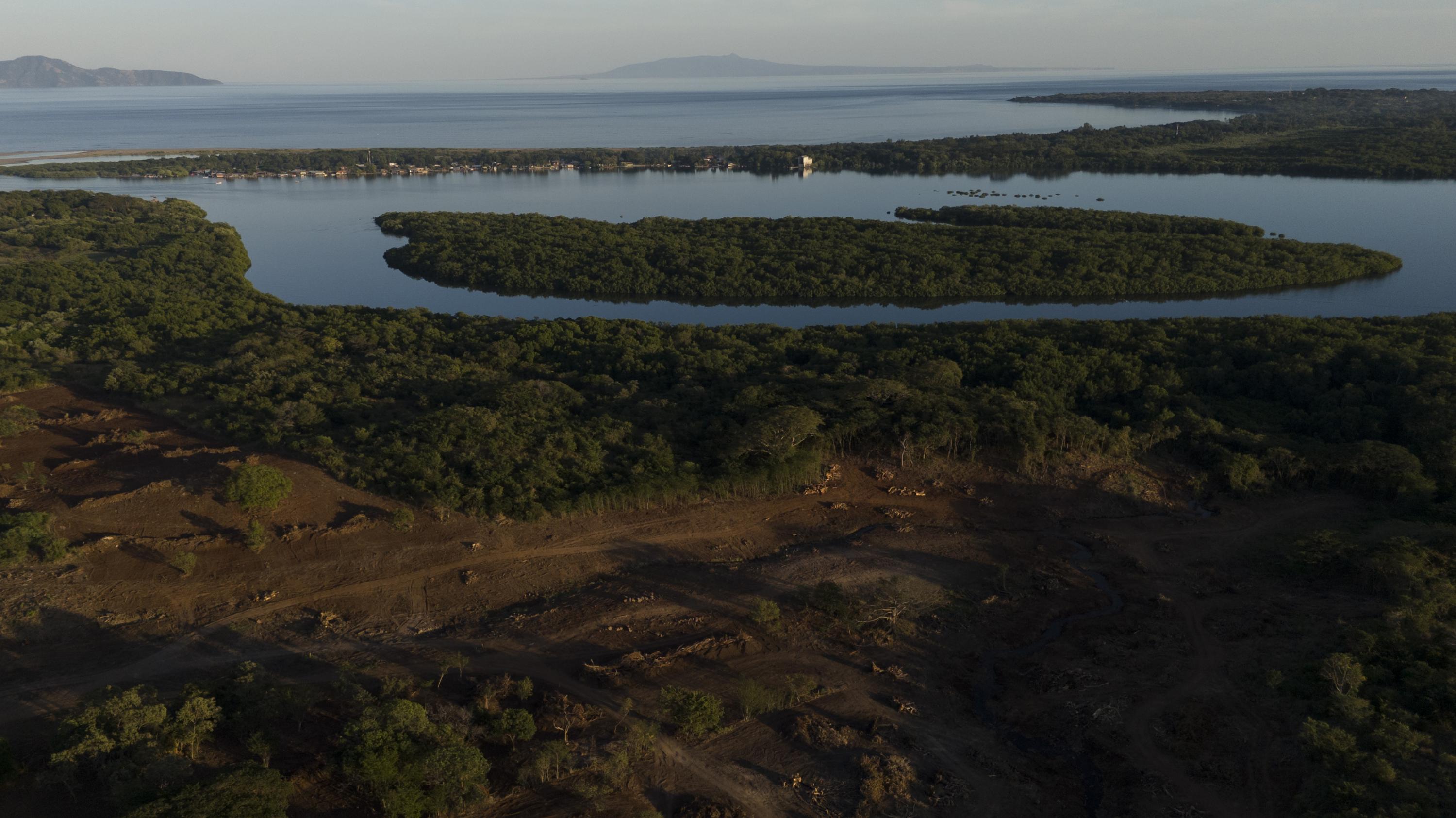 Alrededor de 462 manzanas de bosque han sido taladas entre los caseríos Condadillo y Flor de Mangle desde que iniciaron la intervención en diciembre de 2024. Esto ha afectado la dinámica agrícola y ganadera de sus habitantes. La deforestación de esos terrenos también ha tocado el manglar, fuente de subsistencia de los locales que se sumergen todos los días a ese bosque para buscar curiles entre el lodo.