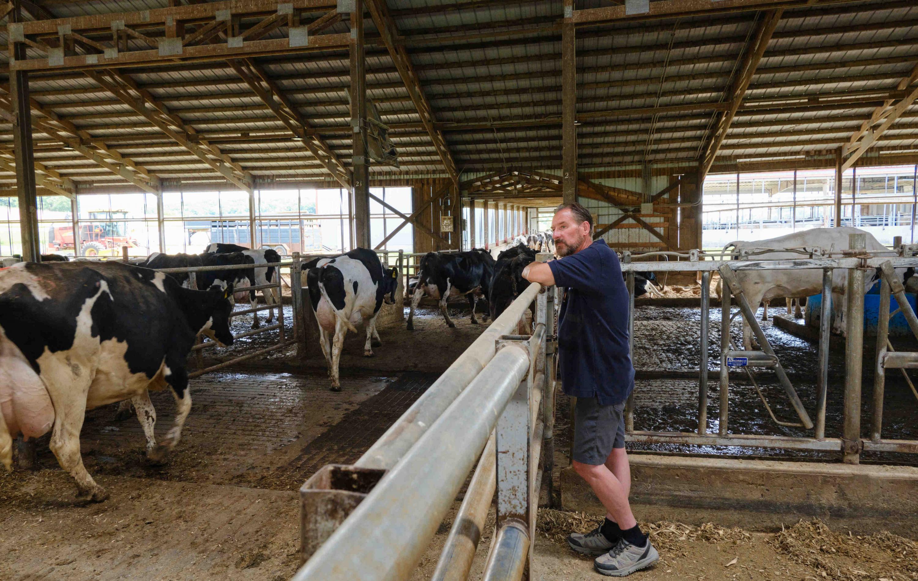 Randy Roecker watches as his dairy cows are taken to the milking parlor. Caleb Santiago Alvarado for ProPublica