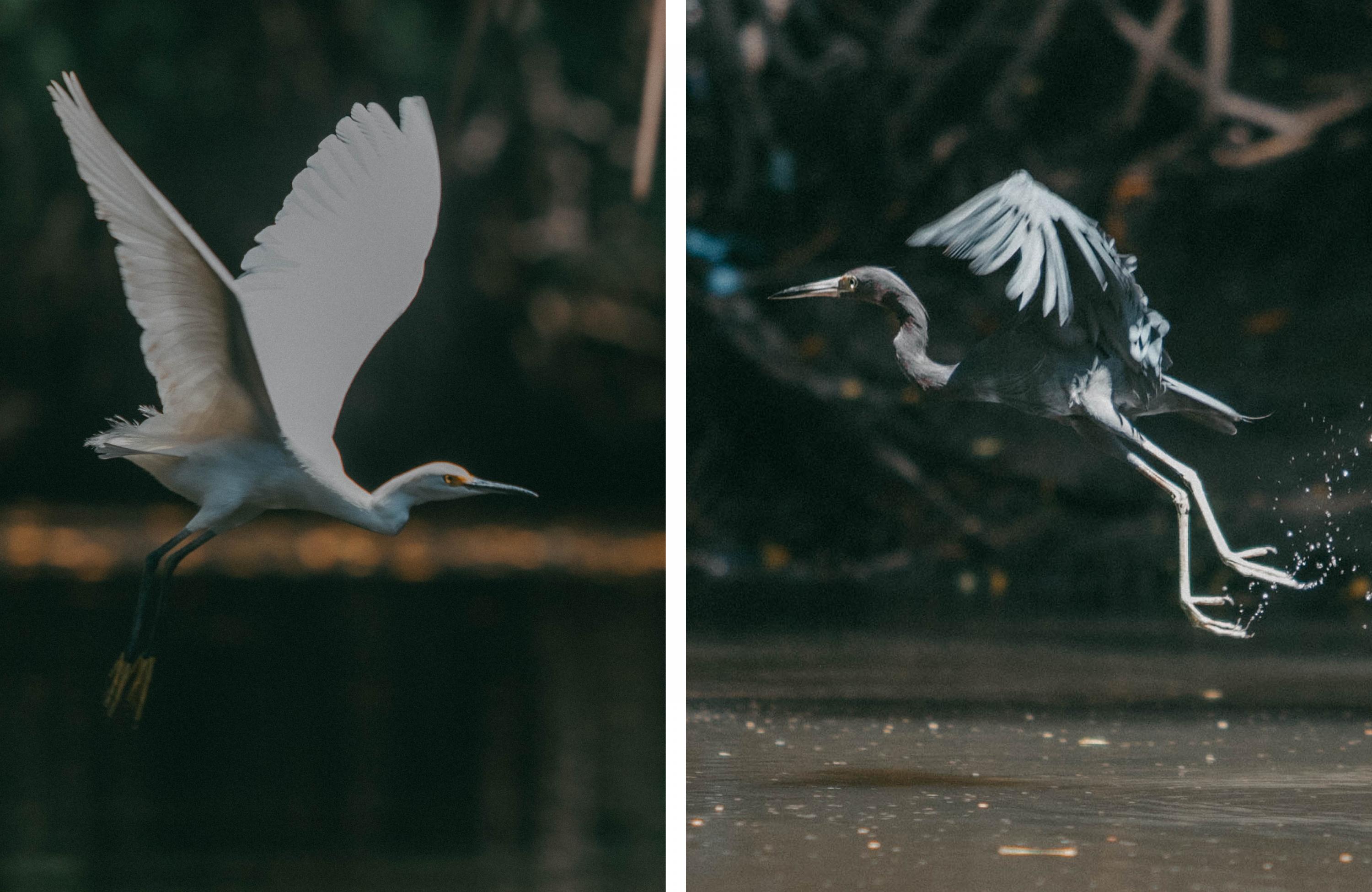 The acres of mangrove forest in Jiquilisco Bay are home to several species of birds that nest or migrate from other parts of the Americas. Among the most common are the snowy egret (a small white heron with yellow feet) and the migratory blue heron, named for its dark blue feathers acquired in adulthood. The yellow-naped parrot was once one of the most common birds in the mangroves near La Tirana, but with the loss of the forest, it is now considered an endangered species in El Salvador.