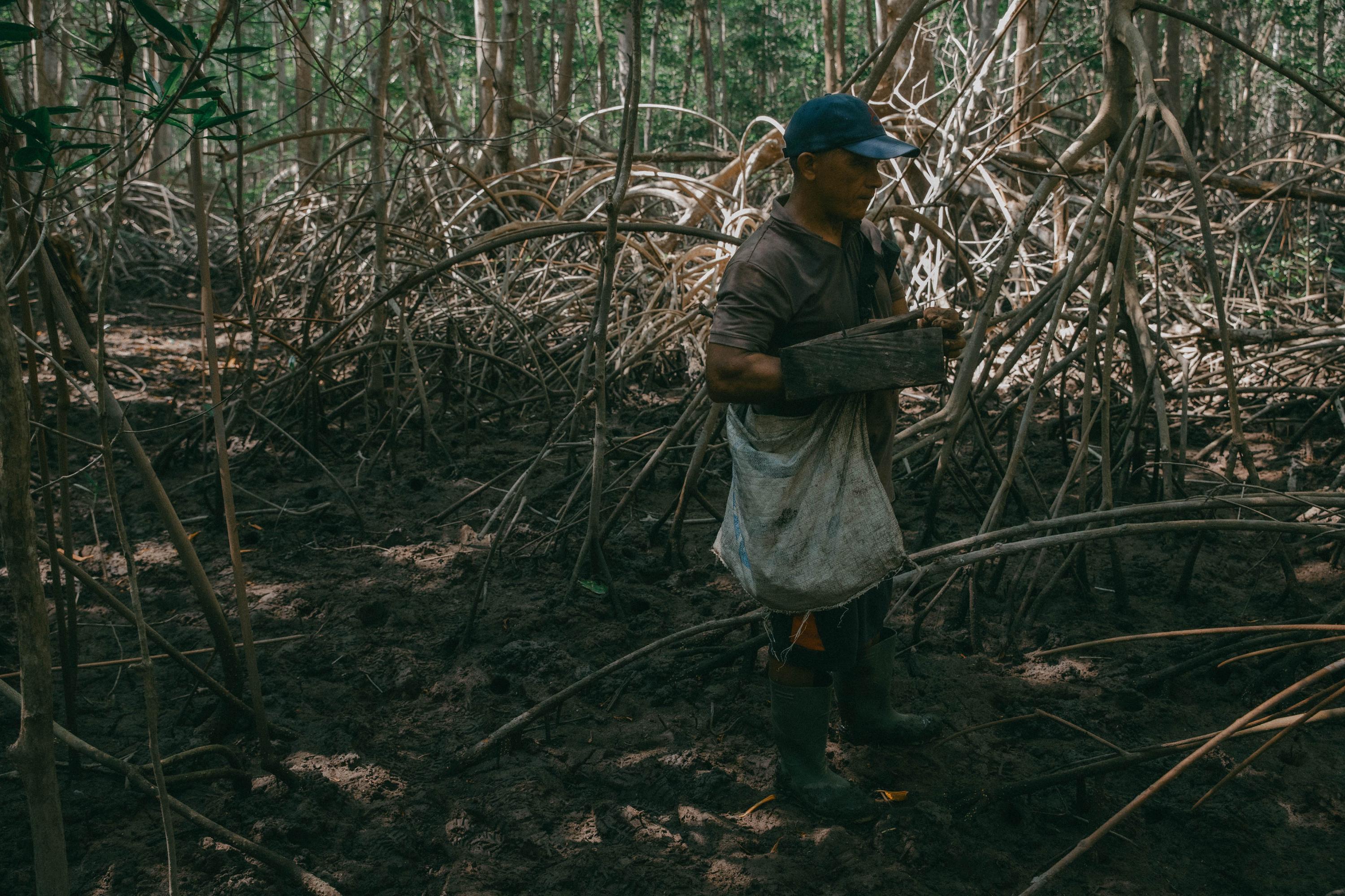 Cándido Hernández coloca trampas para atrapar cangrejos en el manglar. Coloca al menos 50 trampas todos los días, en periodo de temporada que inicia en marzo. Los cangrejos son vendidos en el mercado local a $5 la docena y, cuando la temporada está en su punto y el manglar es bondadoso, le entrega a Cándido hasta 36 cangrejos por día, lo que le genera a su familia $15. 