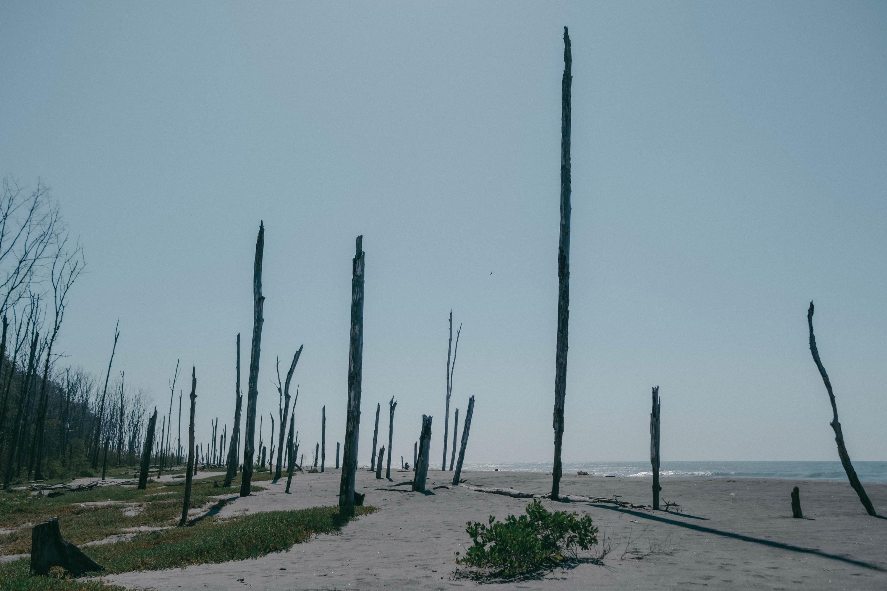 On the beach, where a little more than a decade ago there was mud and forest, hundreds of dry red mangrove trunks still protrude from the sand. The mangrove once extended to where the beach and sea now meet. According to locals, the Yellow-naped Parrot used to live in the area, but with the death of the mangroves, the bird moved its nesting grounds elsewhere, and now is hardly anywhere to be seen. This sector is part of the second Jiquilisco Bay complex, a bioreserve designated for protection by El Salvador in 2005, when it was established as a Ramsar site due to its global importance and ability to host dozens of species of birds and other wildlife.