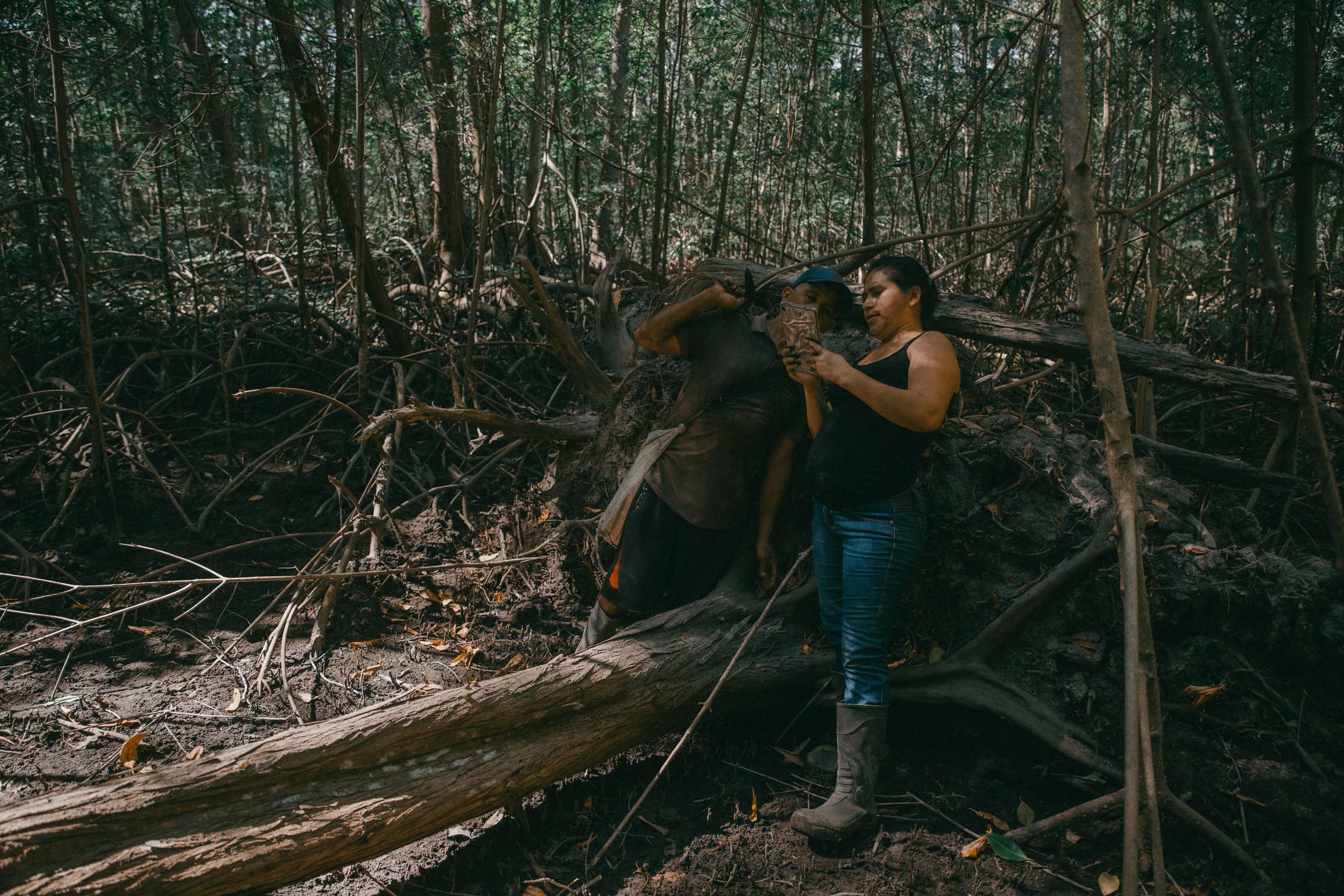 Marta Alicia and Cándido keep a record of the trees that have fallen down due to soil erosion or the force of the wind. Logging and timber extraction in protected areas like this one is punishable under the Natural Areas Law, with fines of up to 10 minimum monthly salaries for minor offenses. The register of fallen trees is used by inhabitants of La Tirana to prove to authorities that a tree was not felled, and can be removed from the mangrove to keep the canals clear.