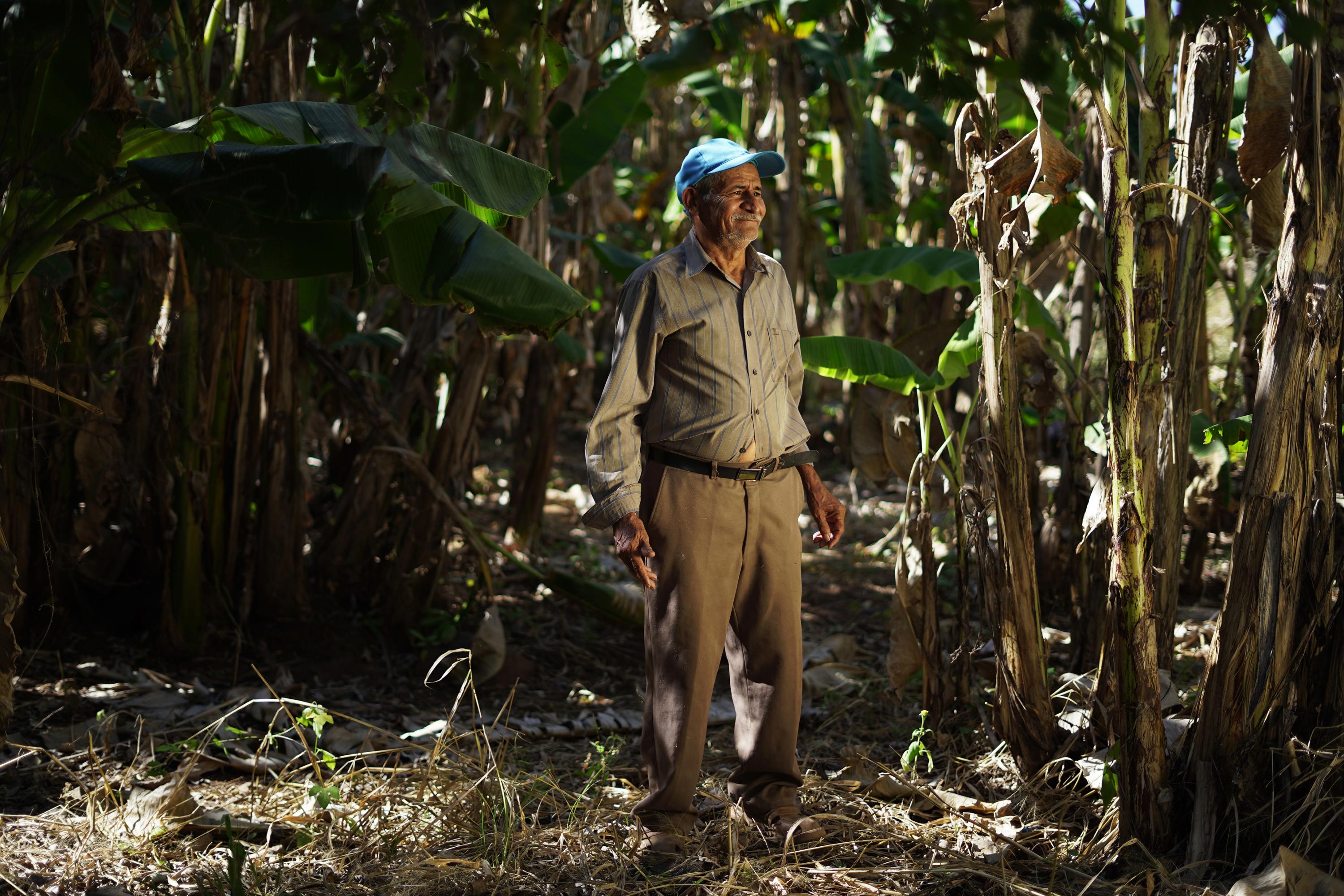 Toma 10 minutos caminar alrededor del terreno de José Ermé Martínez, sembrado de árboles frutales. Martínez lidera una pequeña cooperativa de agricultores que está por perder sus tierras para la construcción del aeropuerto del Pacífico. Foto: Víctor Peña