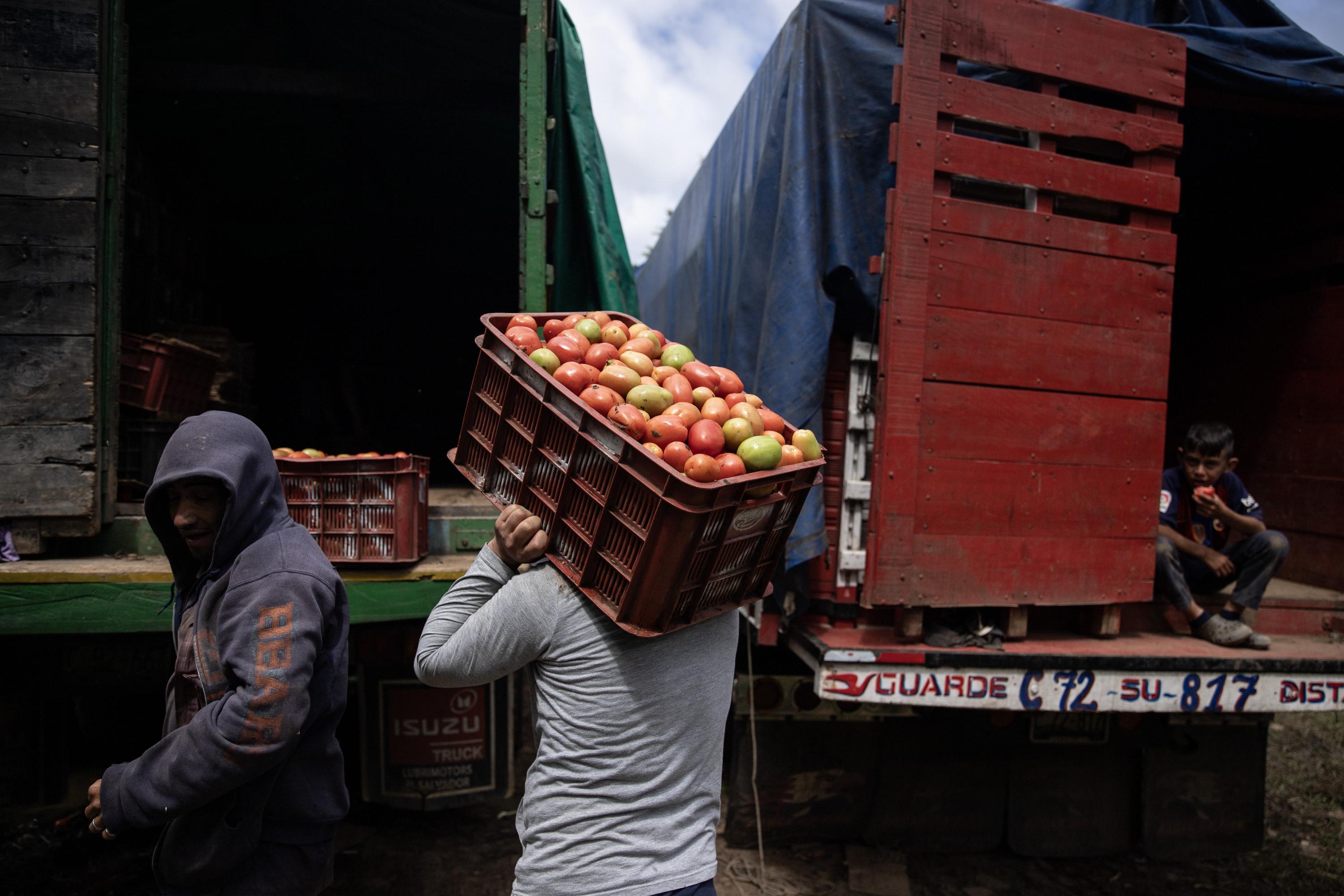 Every day in Las Pilas, Chalatenango, trucks full of tomatoes park on the Honduran side of the border and workers carry the products to the other side, to later be taken to markets across El Salvador. Photo Carlos Barrera