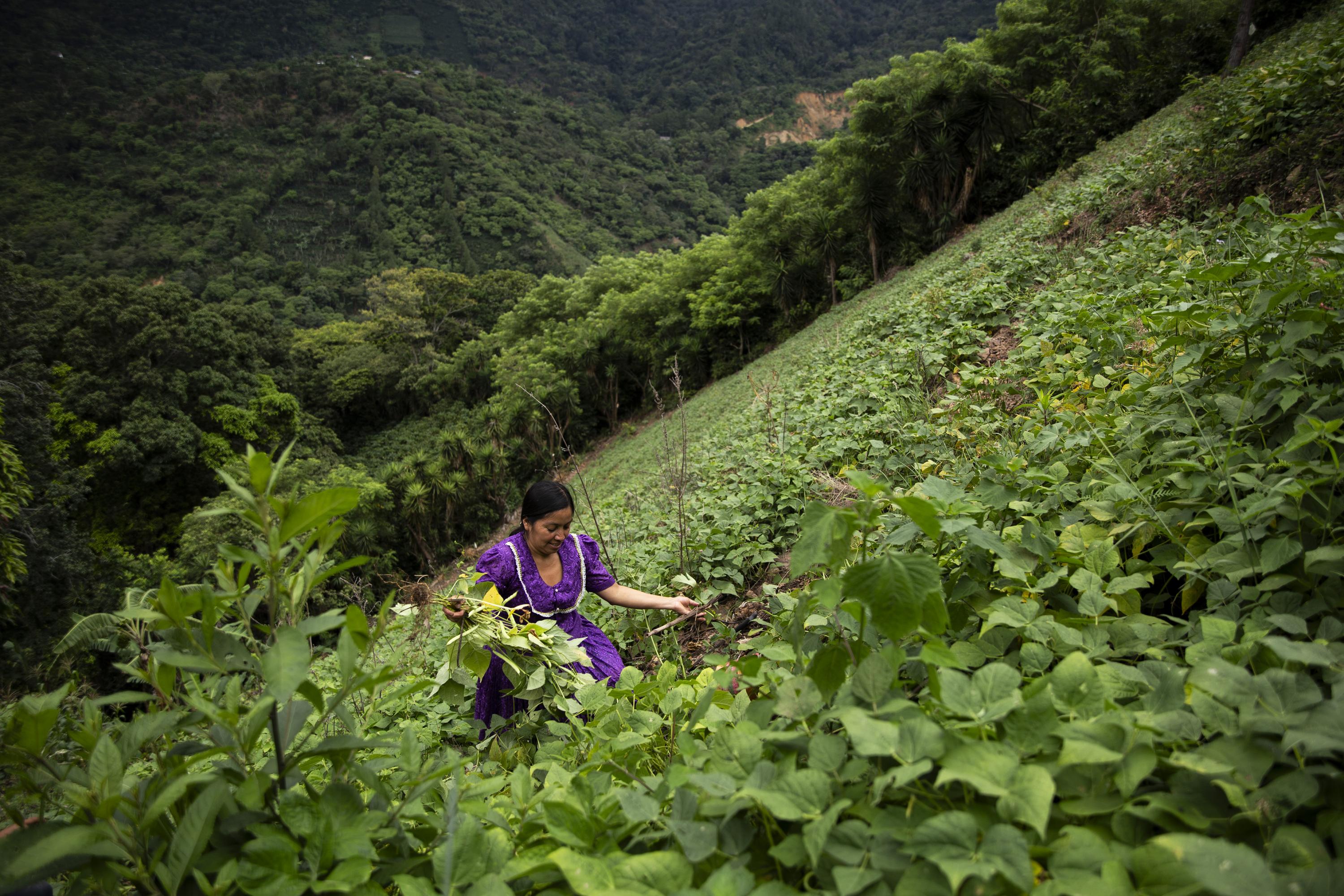 Josefina Roque lidera el movimiento de mujeres de La Ceiba Talquezal, una comunidad lejana, establecida en la cima de una de las montañas que rodean el municipio de Jocotán, en el departamento de Chiquimula. Tiene 37 años y cinco hijos. Es madre soltera y los ha criado con el esfuerzo y las ganancias que el huerto casero le ha dejado en los últimos diez años. Lo cuenta con orgullo. También sobrevive de las ganancias de su pequeña tienda, en un cuartito construido con adobe, donde sus vecinos más cercanos llegan por golosinas, refrescos, pan dulce y pan francés, sodas, agua pura, jabón, champú, consomé. A veces, sólo a veces, algunos compran granos básicos. Cada tarde, Josefina se coloca sus sandalias de hule y, con machete en mano, recorre las veredas comunales durante 15 minutos para llegar hasta su guatal, un terreno inclinado donde cultiva maíz y frijoles para el alimento de su familia. Josefina también lidera un proyecto. En 2016, un grupo de mujeres se unió a sus esfuerzos de combatir el hambre de su aldea: iniciaron un huerto comunitario sobre un pequeño terreno de 15x15 metros. Sembraron 400 plantas. Cosechan alrededor de 20 mil tomates cada tres meses. Eso significa unos Q2,400 ($300).  Los participantes se reparten los frutos. Cada quien vende lo suyo y aporta un poco de sus ganancias para volver a sembrar.